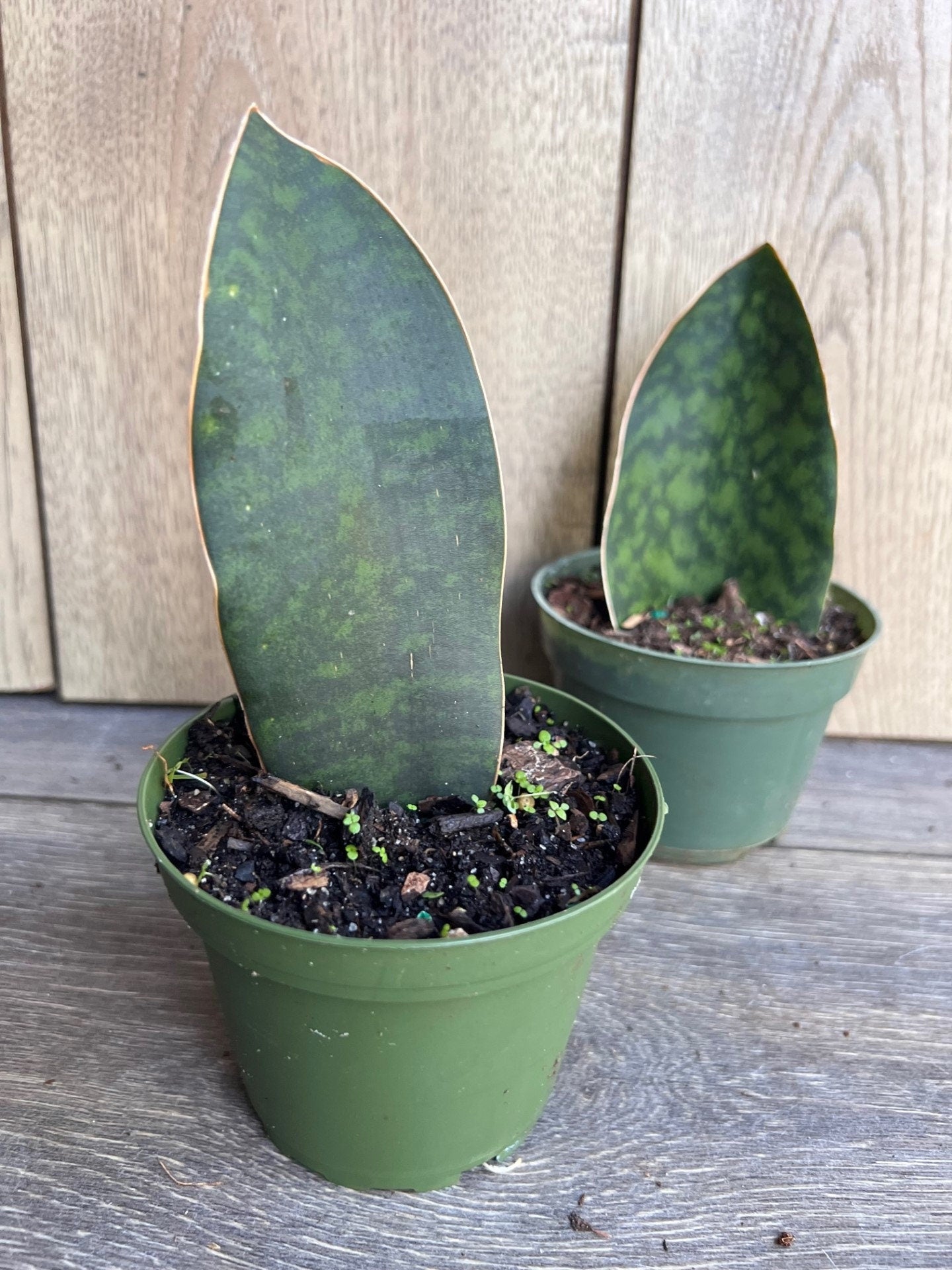 Sansevieria Masoniana, Sansevieria Whale Fin, Snake Plant in 6"
