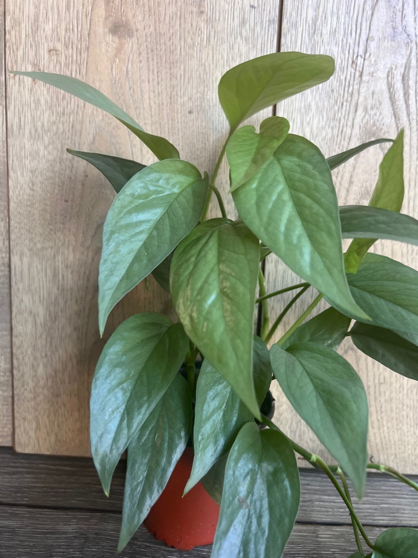 Cebu Blue in 4" Pot, Pothos
