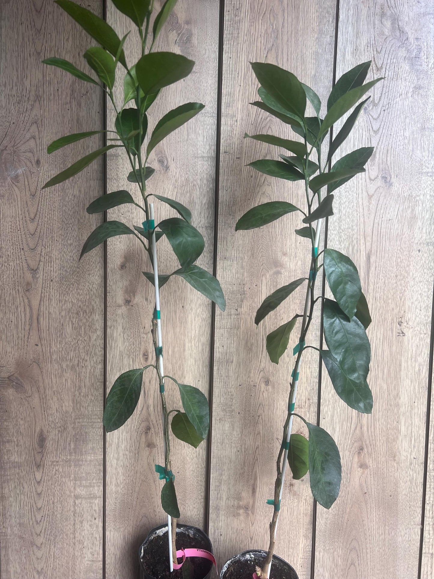 Owari Tangerine Tree in half Gallon Pot, Grafted, Cold Hardy, Florida Shipping Only