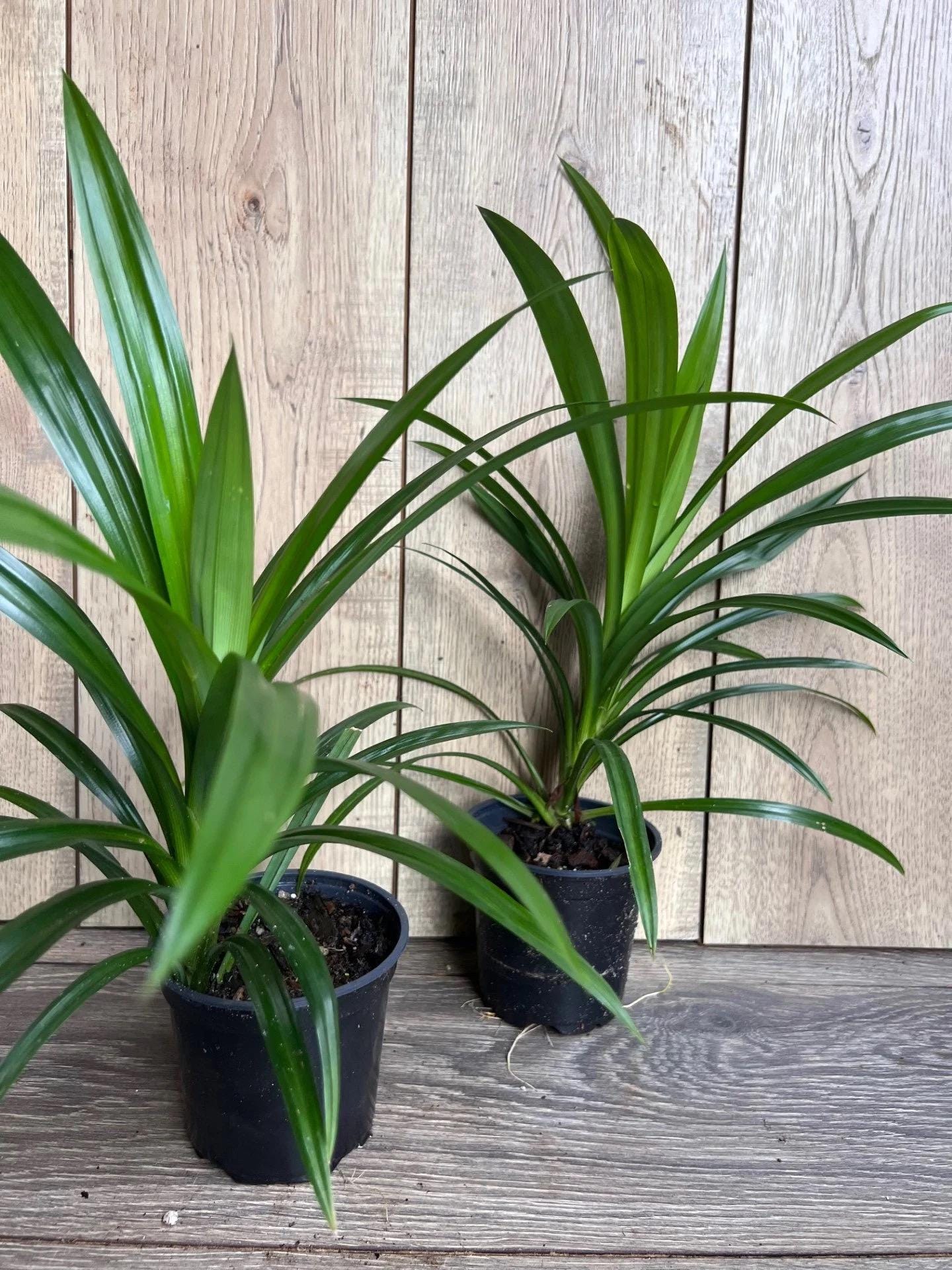 Pandan Plant, pandanus, pandan in 4" pot