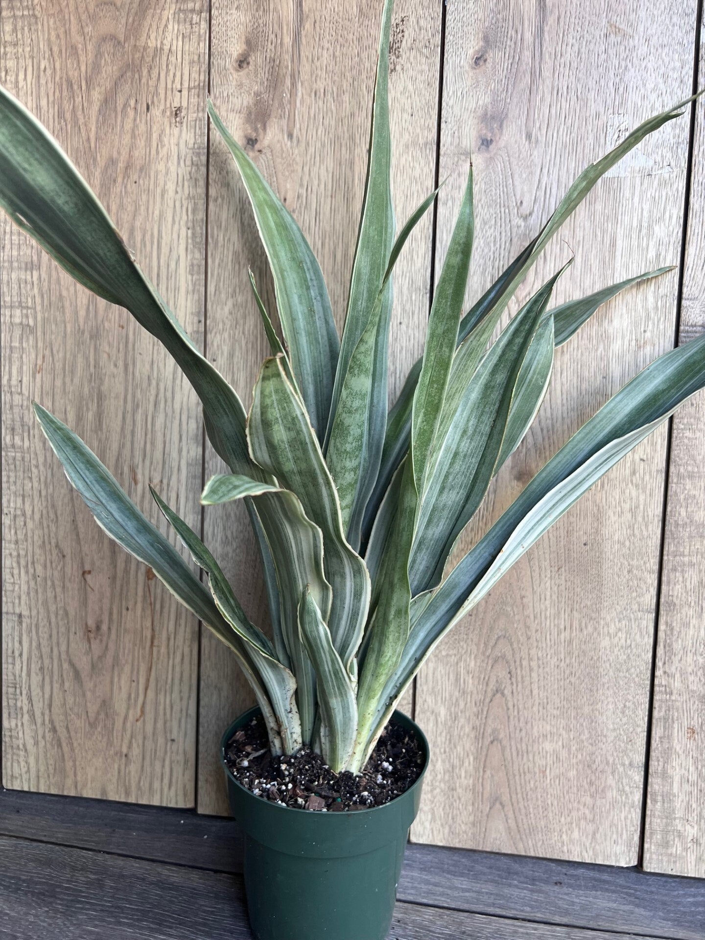 Sansevieria Sayuri in 6" pot, Snake Plant
