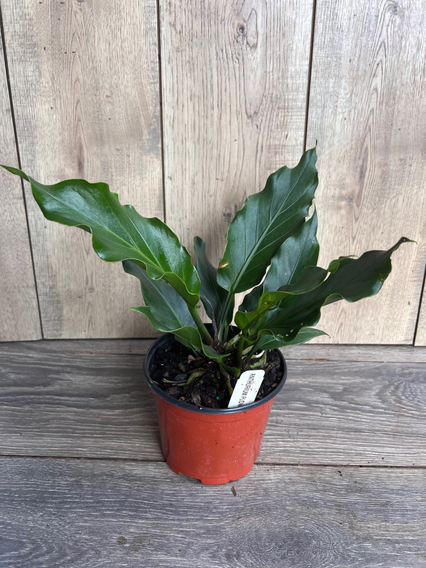 Anthurium Plowmanii in 6" Pot