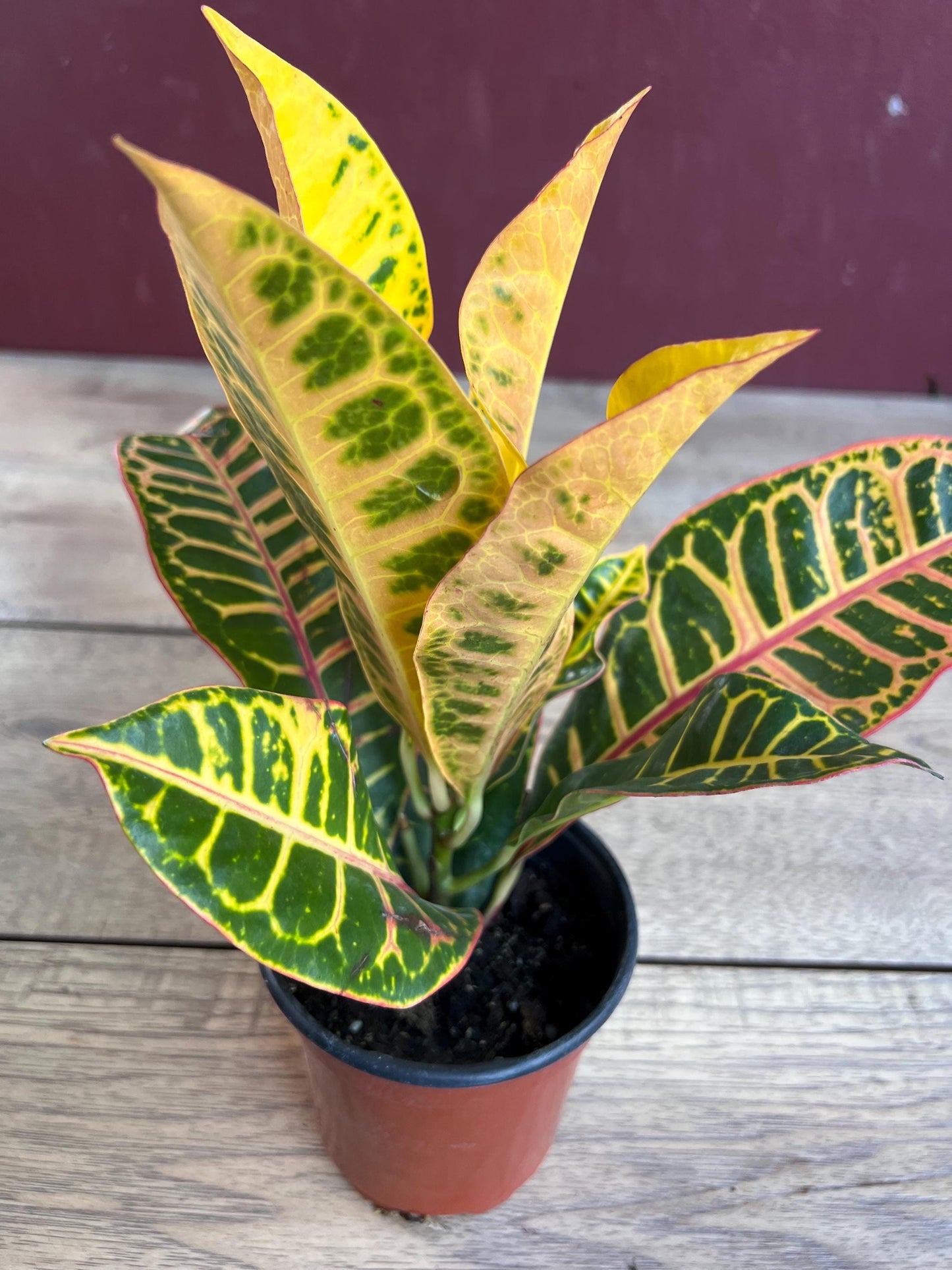 Croton Petra in 4" Pot, house plant, indoor, outdoor