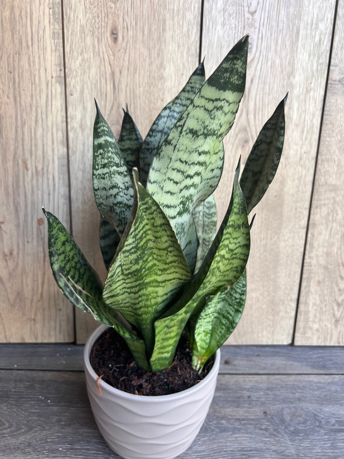 Sansevieria Futura Robusta in 6” pot, Robust Snake Plant