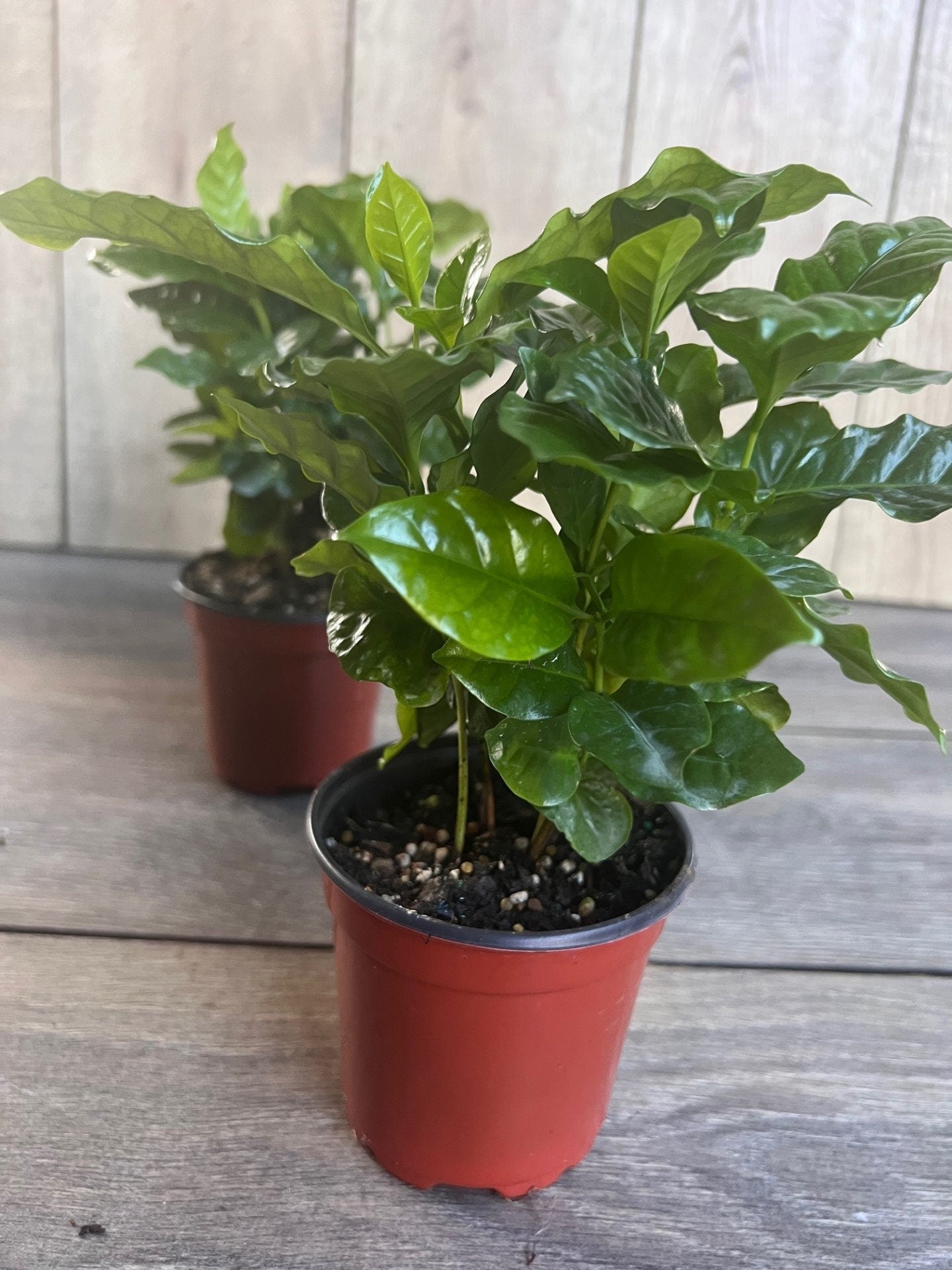Arabica Coffee Plant - 4" Pot