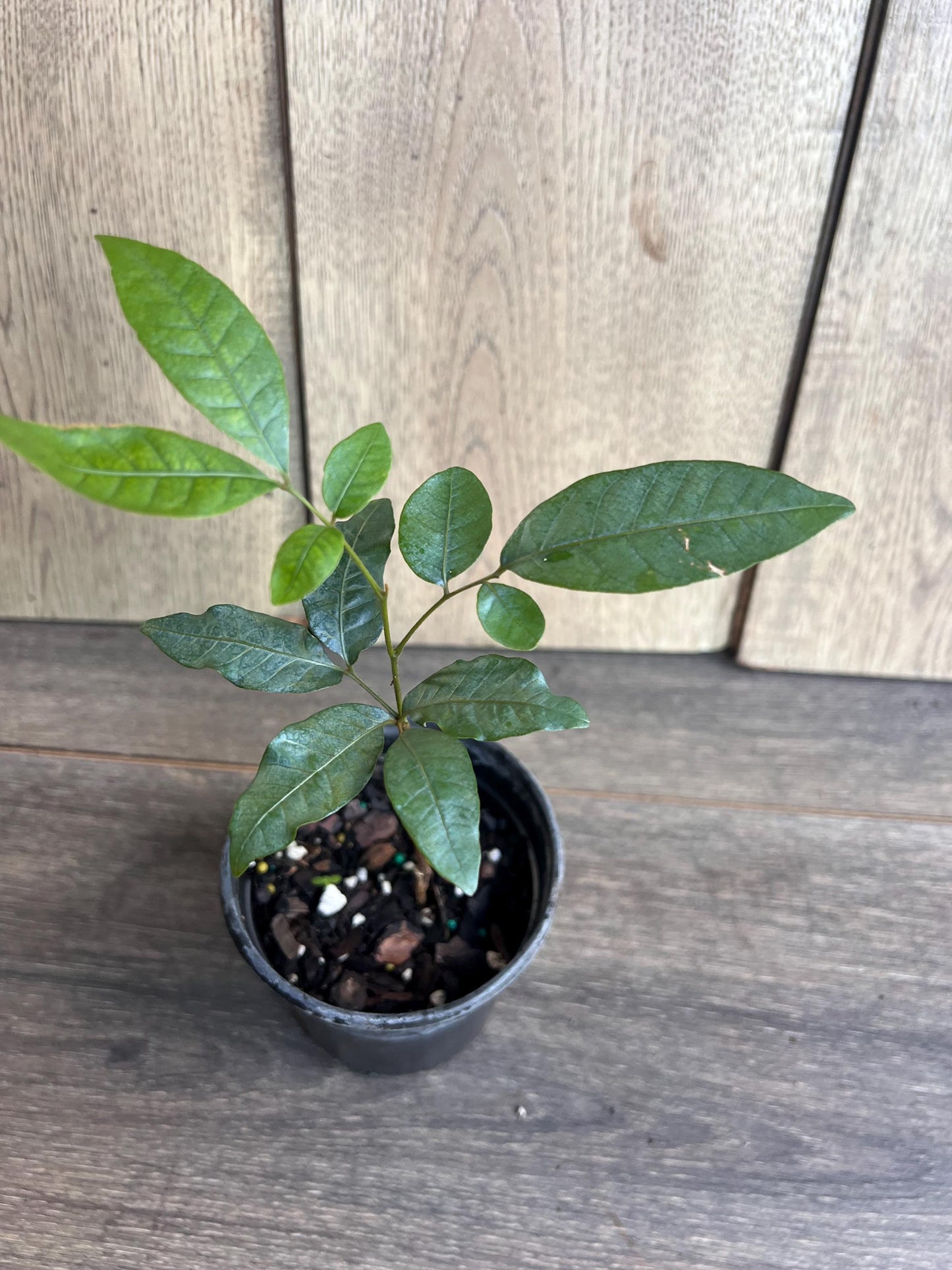 Kohala Longan in 4"" Pot, lengkeng, kelengkeng,