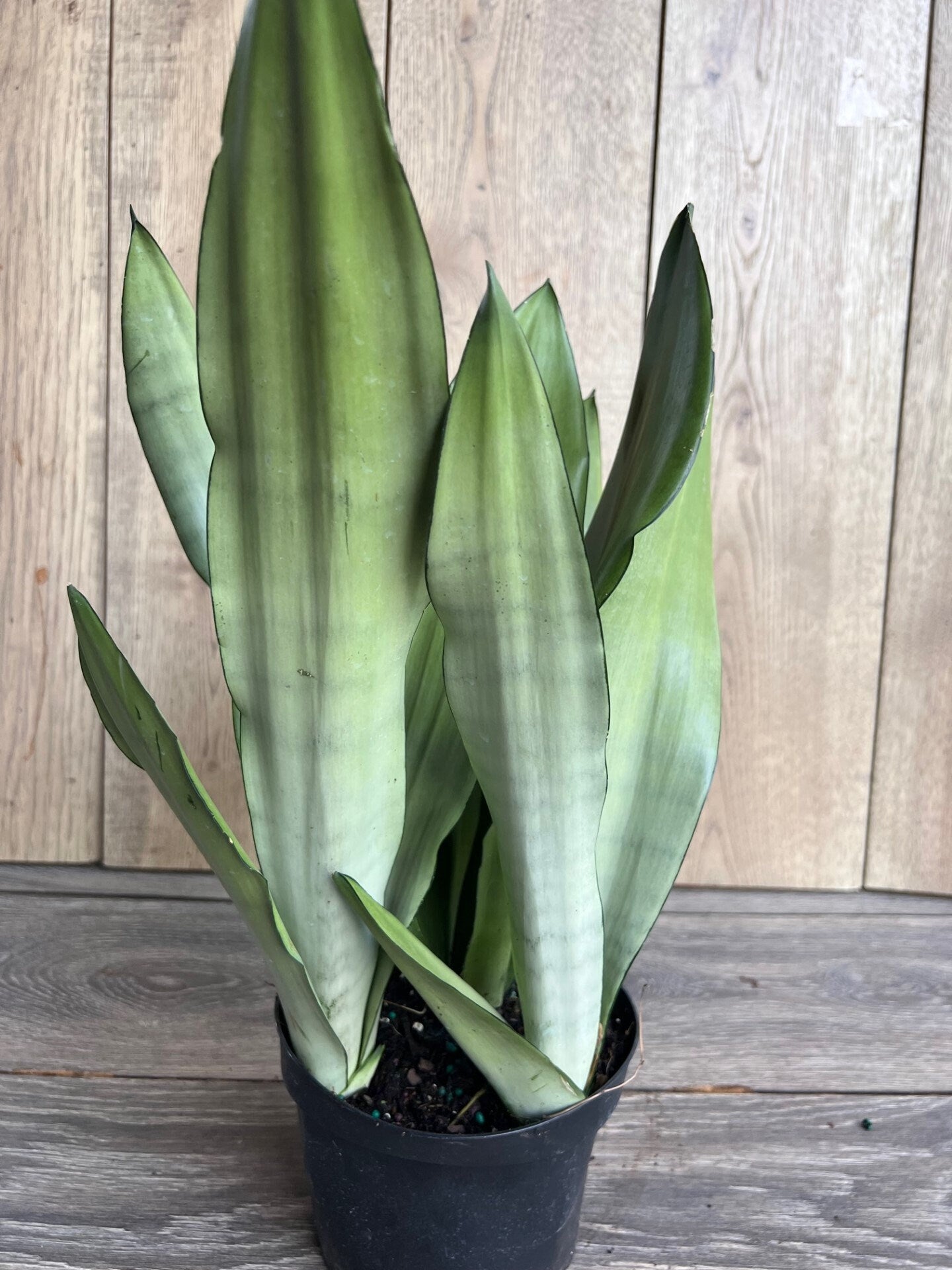 Sansevieria Moonshine in 6" Pot , Snake plant, Live house plant