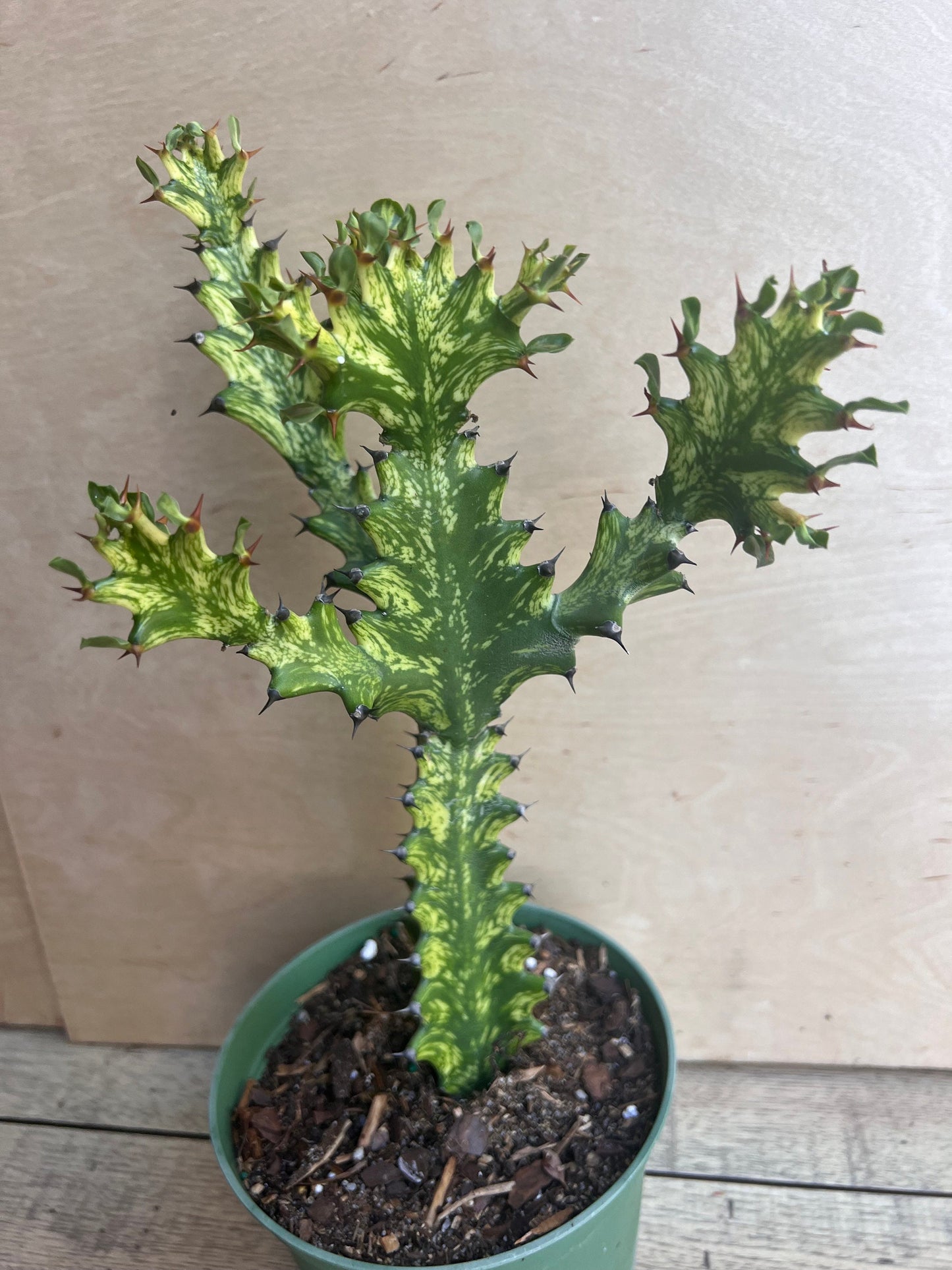 Euphorbia Lactea Variegated, Dragon Bone in 6" Pot, rare, cactus , succulent, Lacei variegata