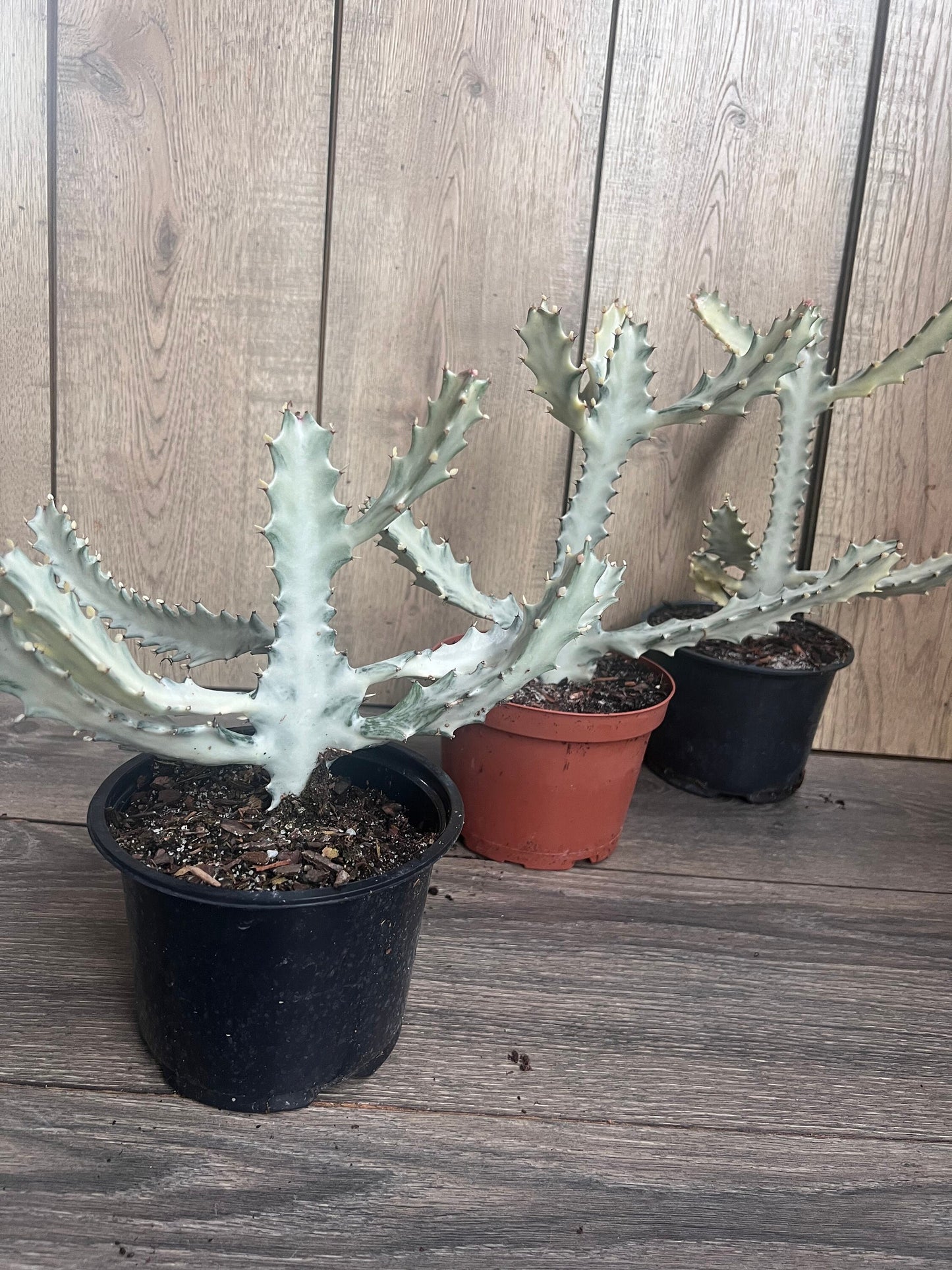 Ghost cactus | White variegated euphorbia lactea | Rare Cactus in 6"