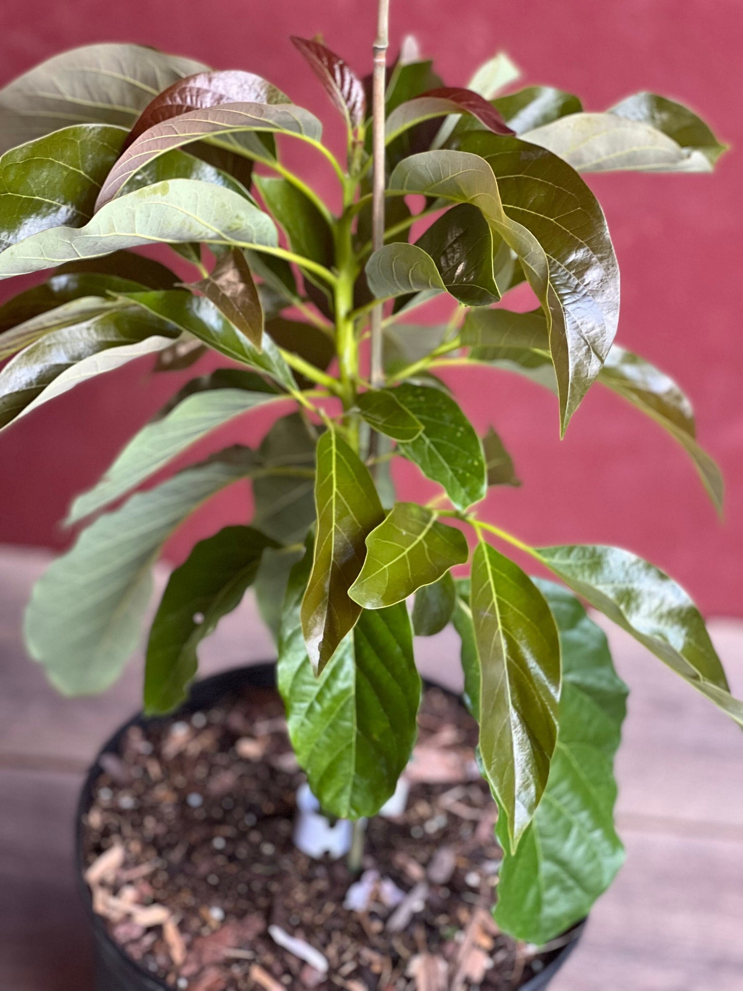 Marcus Pumpkin Avocado Tree , Grafted in 3 Gallon Pot, No Ship to HI