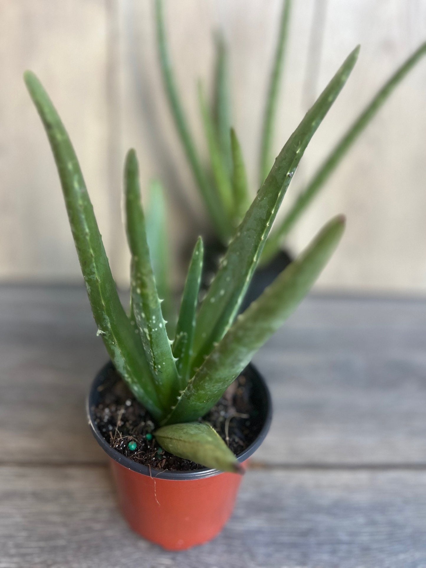 Aloe Vera Plant in 4" pot, house plant
