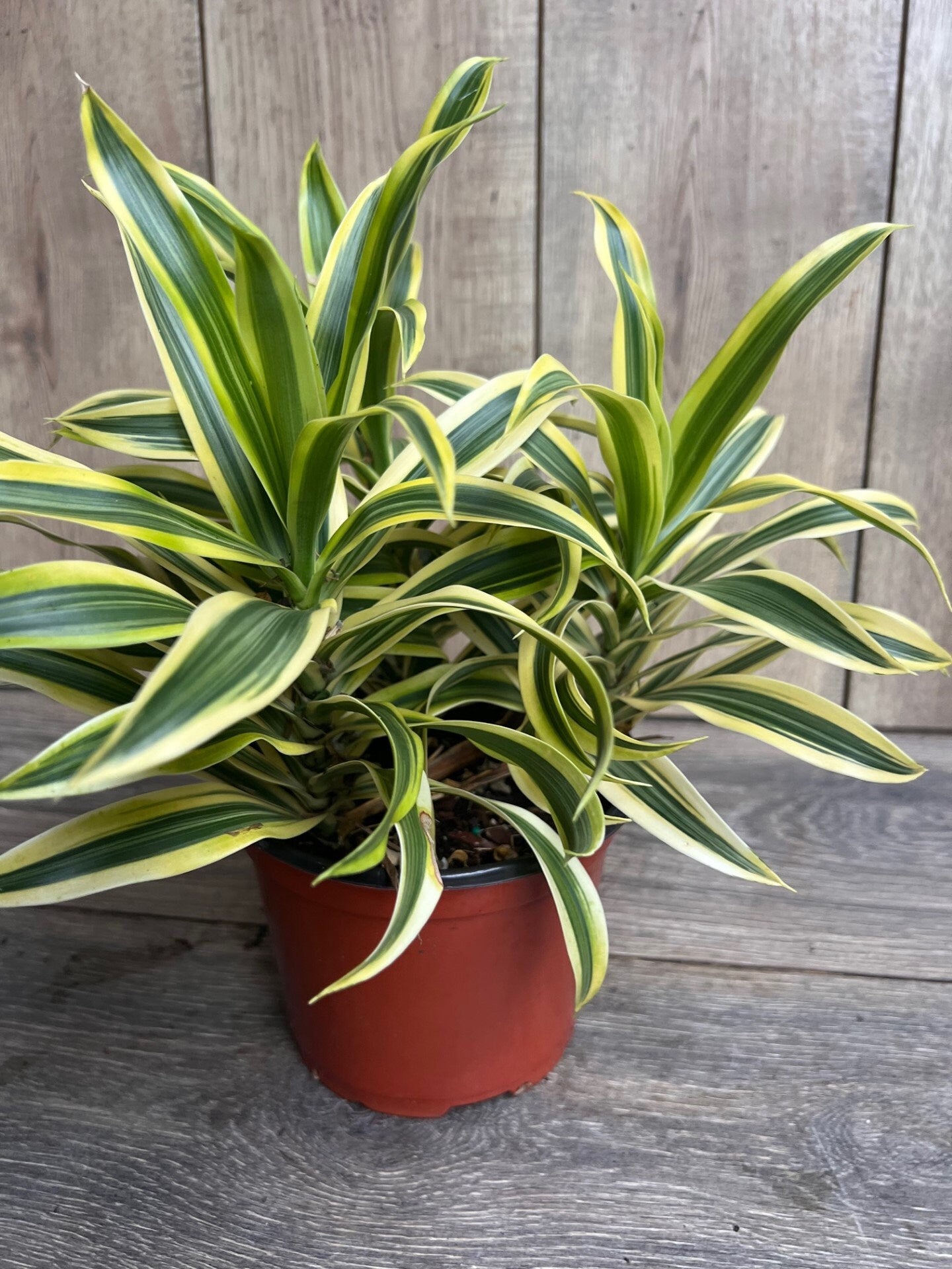 Song Of India, 6" Pot, Dracaena reflexa.