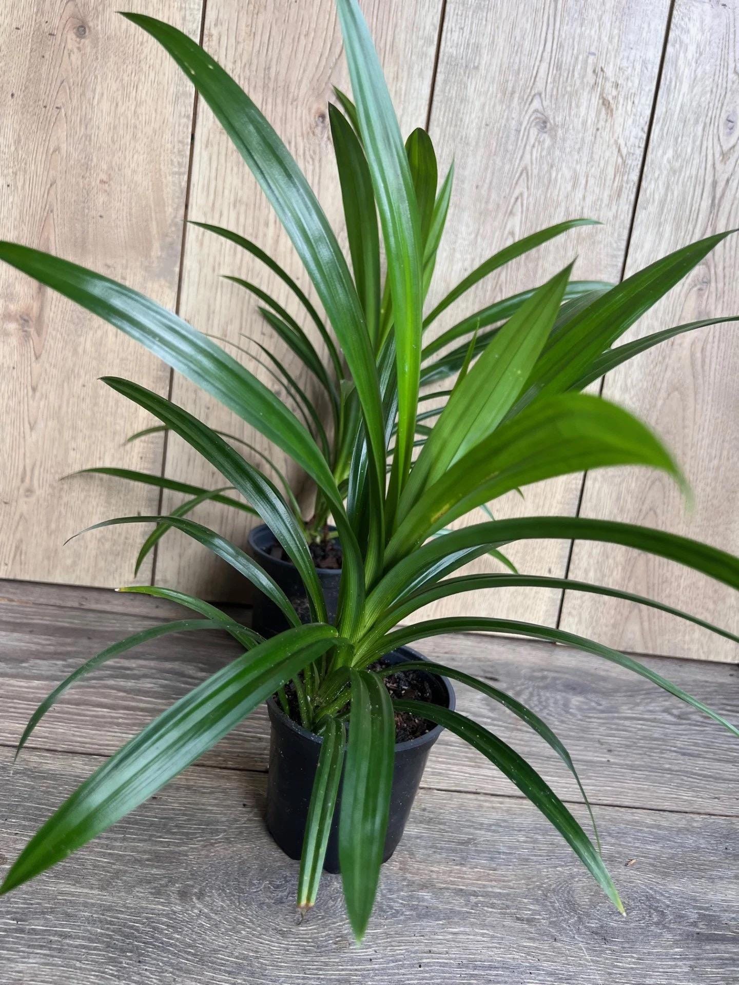 Pandan Plant, pandanus, pandan in 4" pot