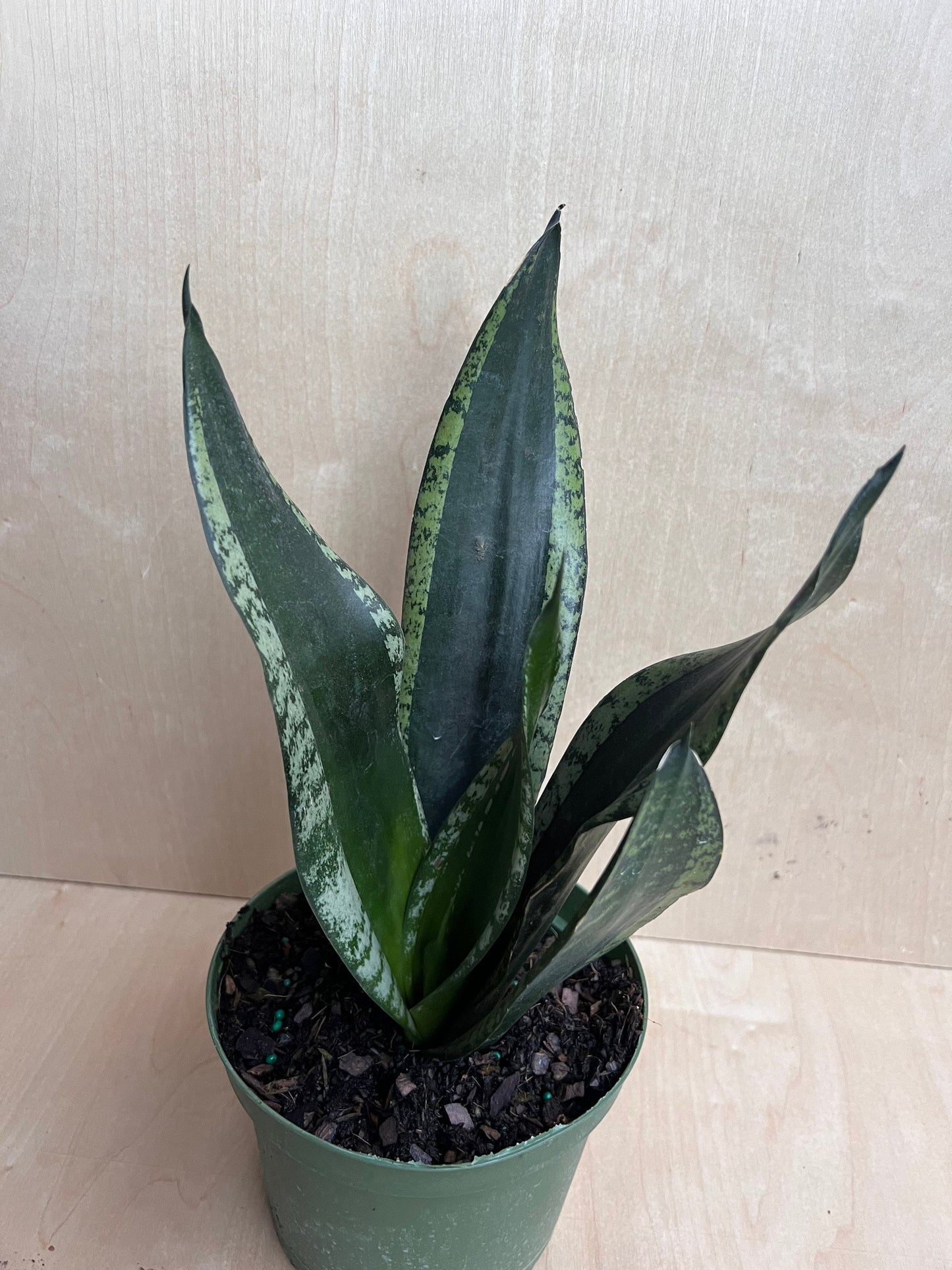 Sansevieria Whitney, Sansevieria Silver Flame, in 6" Inches pot, Mother in law