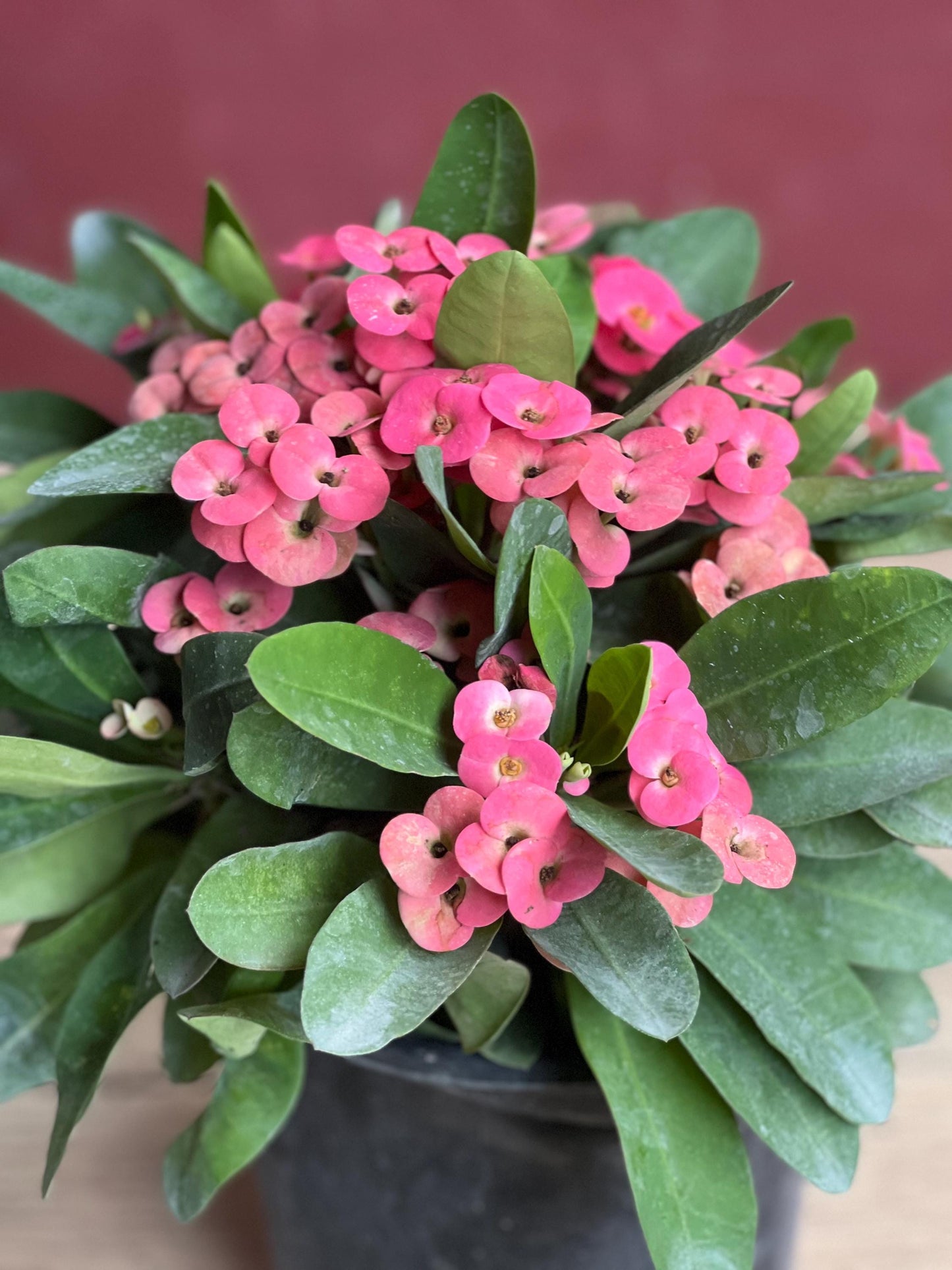 Crown of Thorns, Pink in 6" Pot, Euphorbia milii
