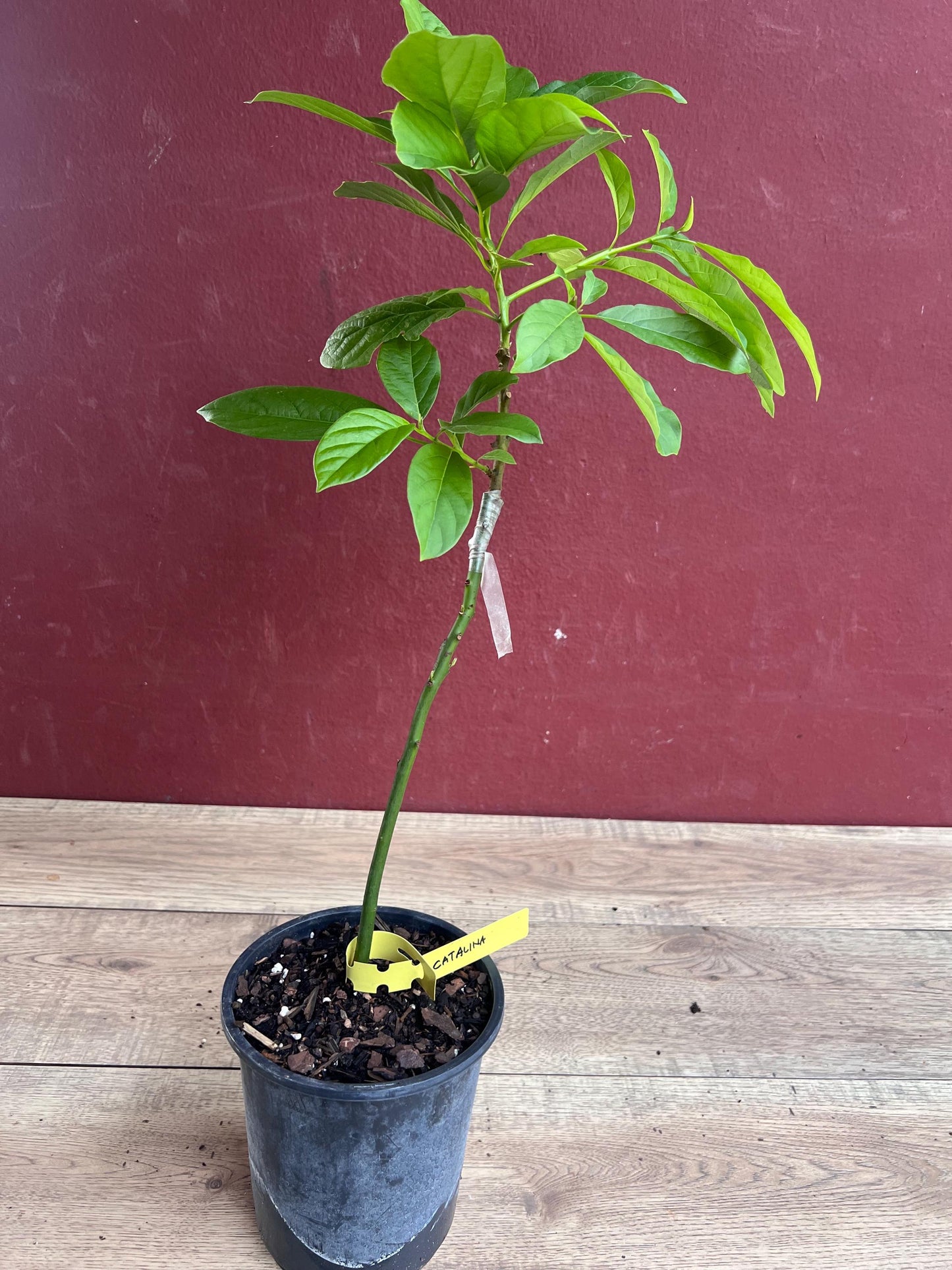 Catalina Avocado Tree , Grafted in 6" Pot