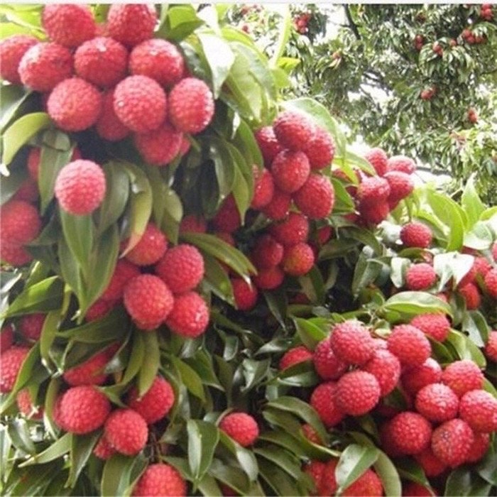 Mauritius Lychee , Litchi chinensis in 10" Pot, 3 to 4 Ft tall, Air layered, No Ship to CA and HI
