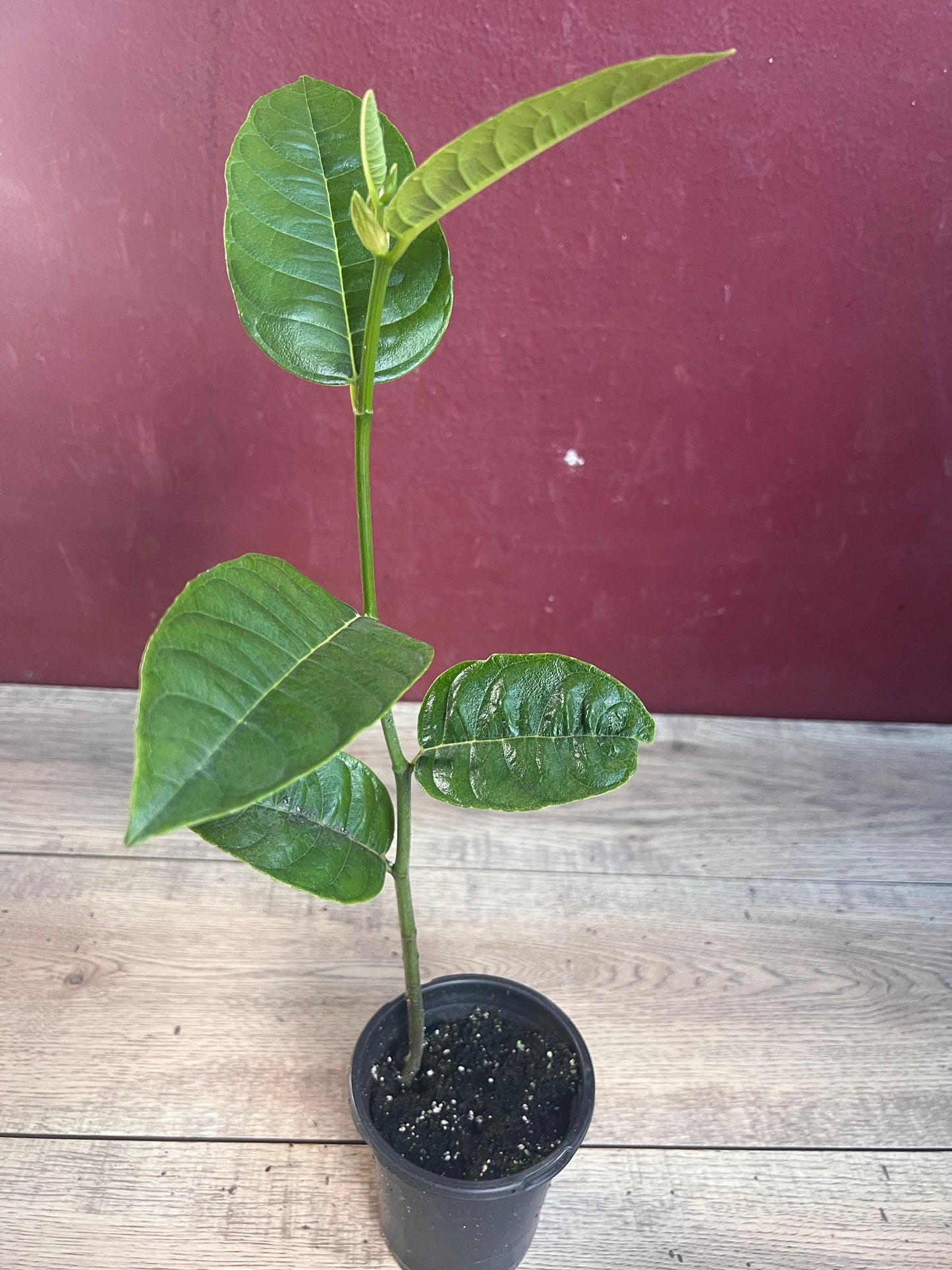 Golden Nugget Jack Fruit in 4" Pot, Nangka, Artocarpus heterophyllus