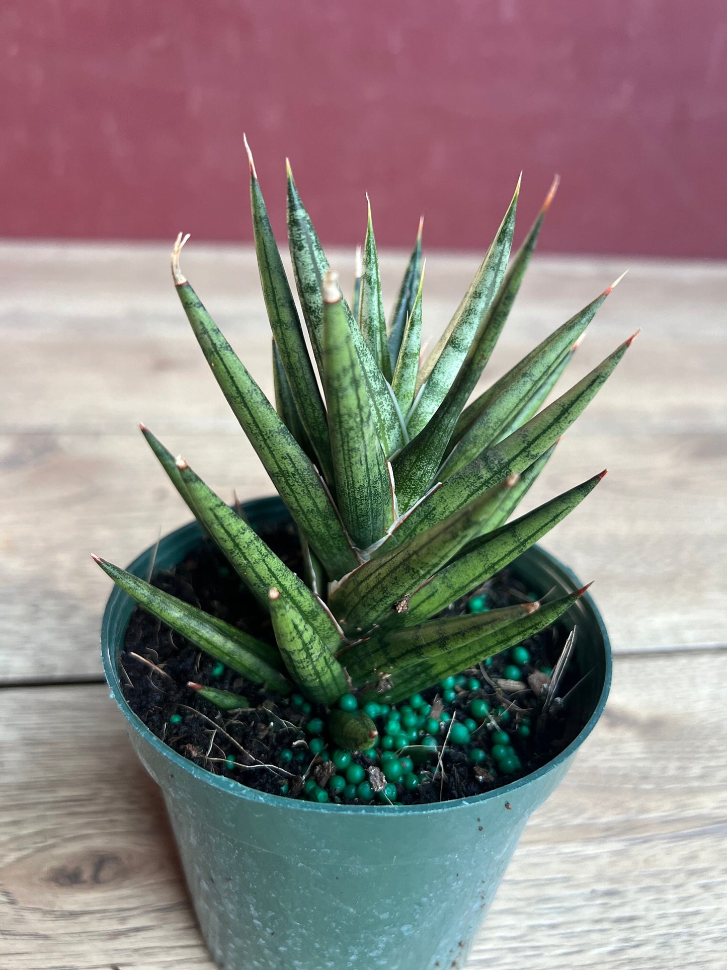 Sansevieria francisii 4”pot