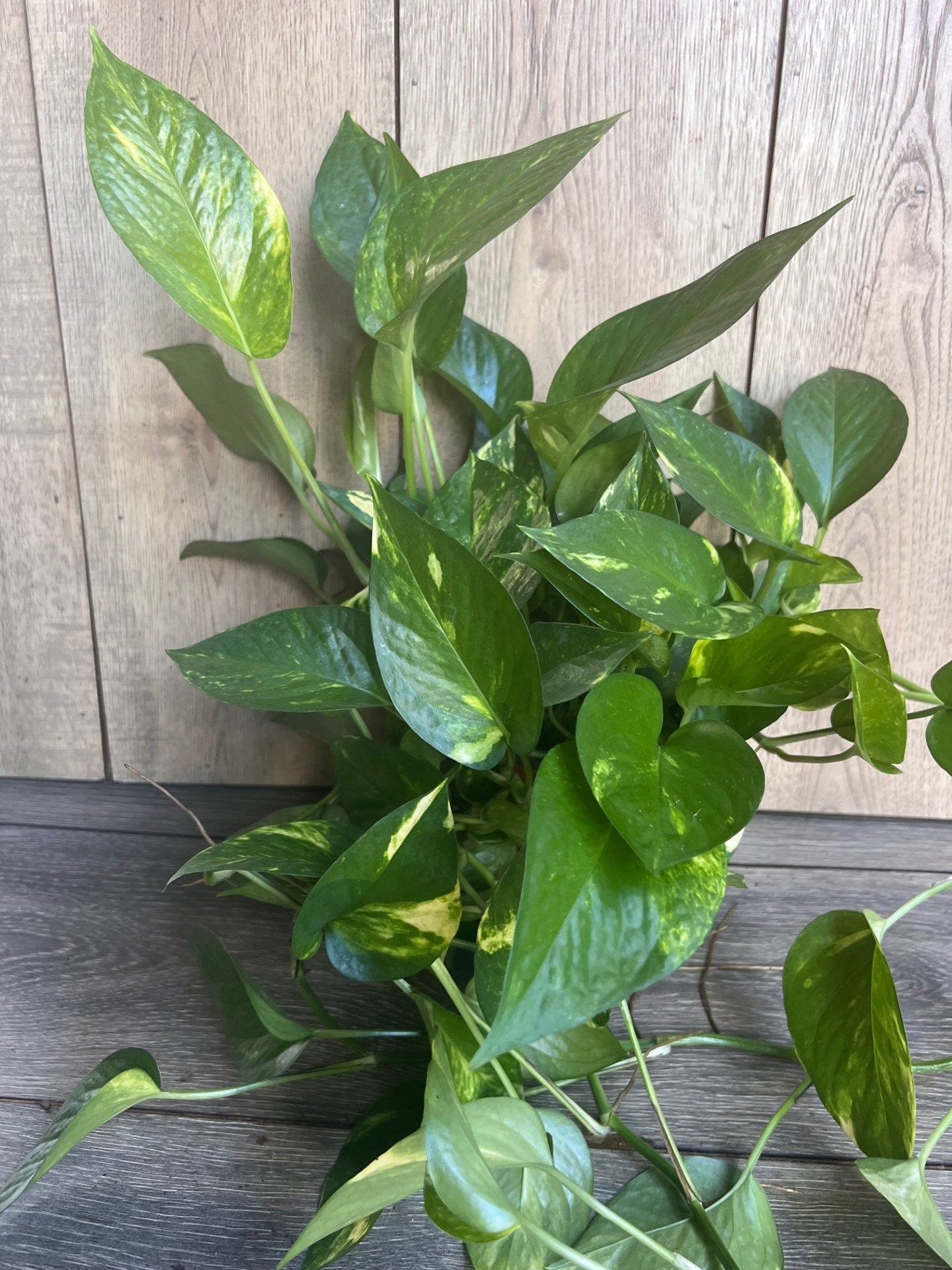 Golden Pothos in 6" Pot. Air purifying,, Live, Air purifyingHouse plant, Devil's Ivy Epipremnum Aureum