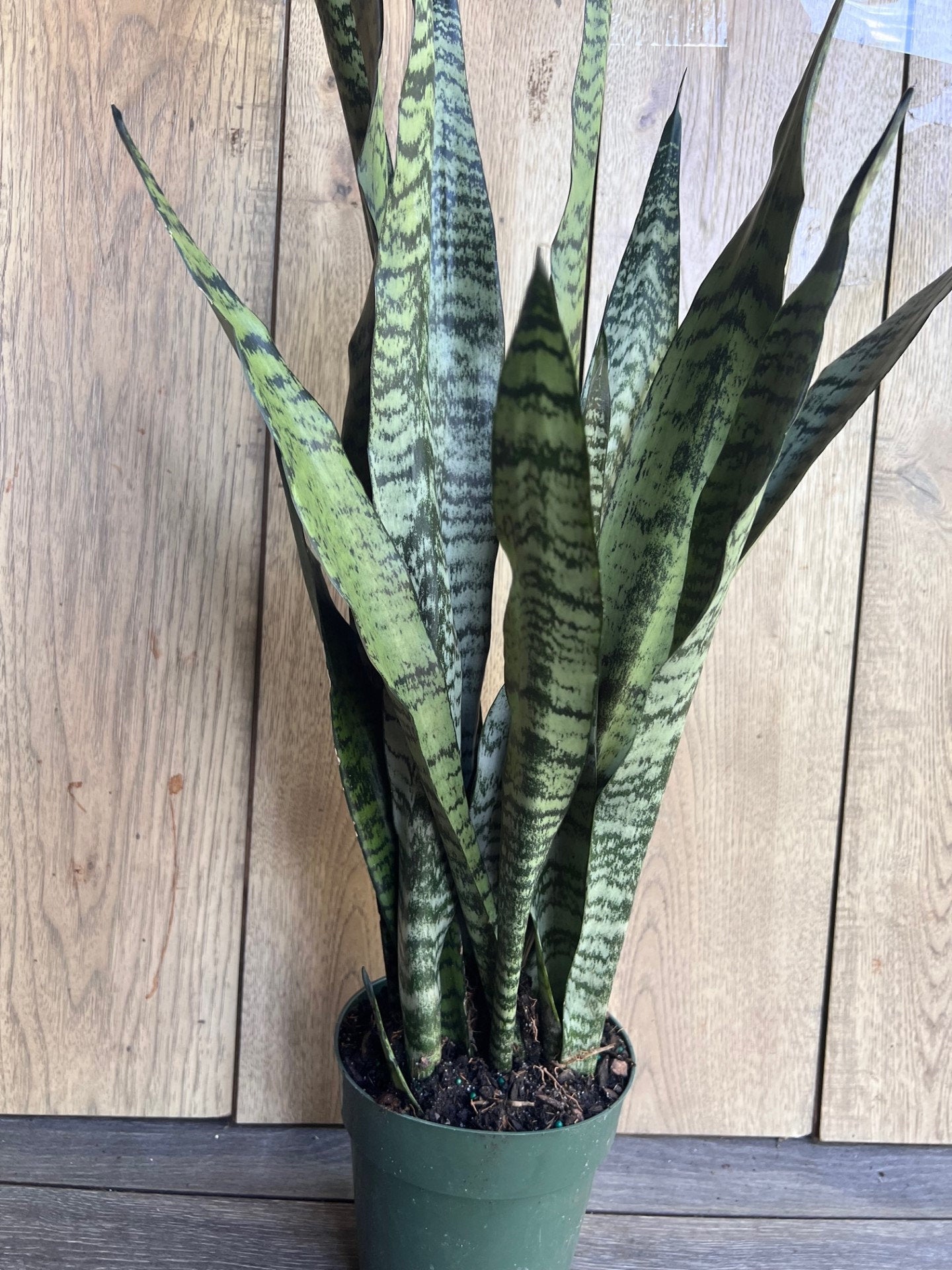 Sansevieria Zeylanica, in 6" pot, snake plant
