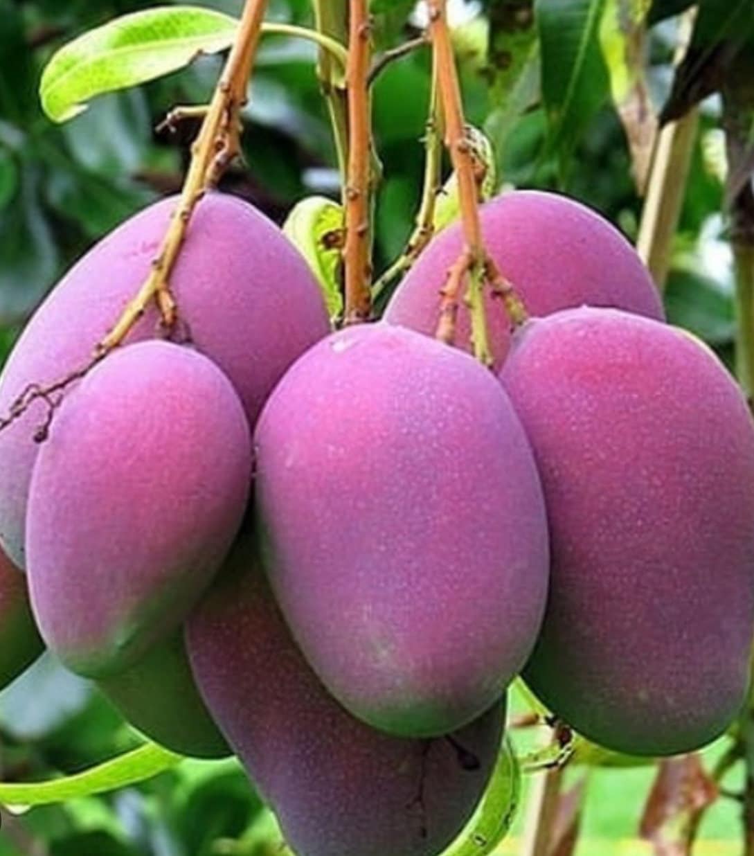 Tommy Atkins Mango Tree. grafted in 3 gallons pot, No Ship to CA and HI