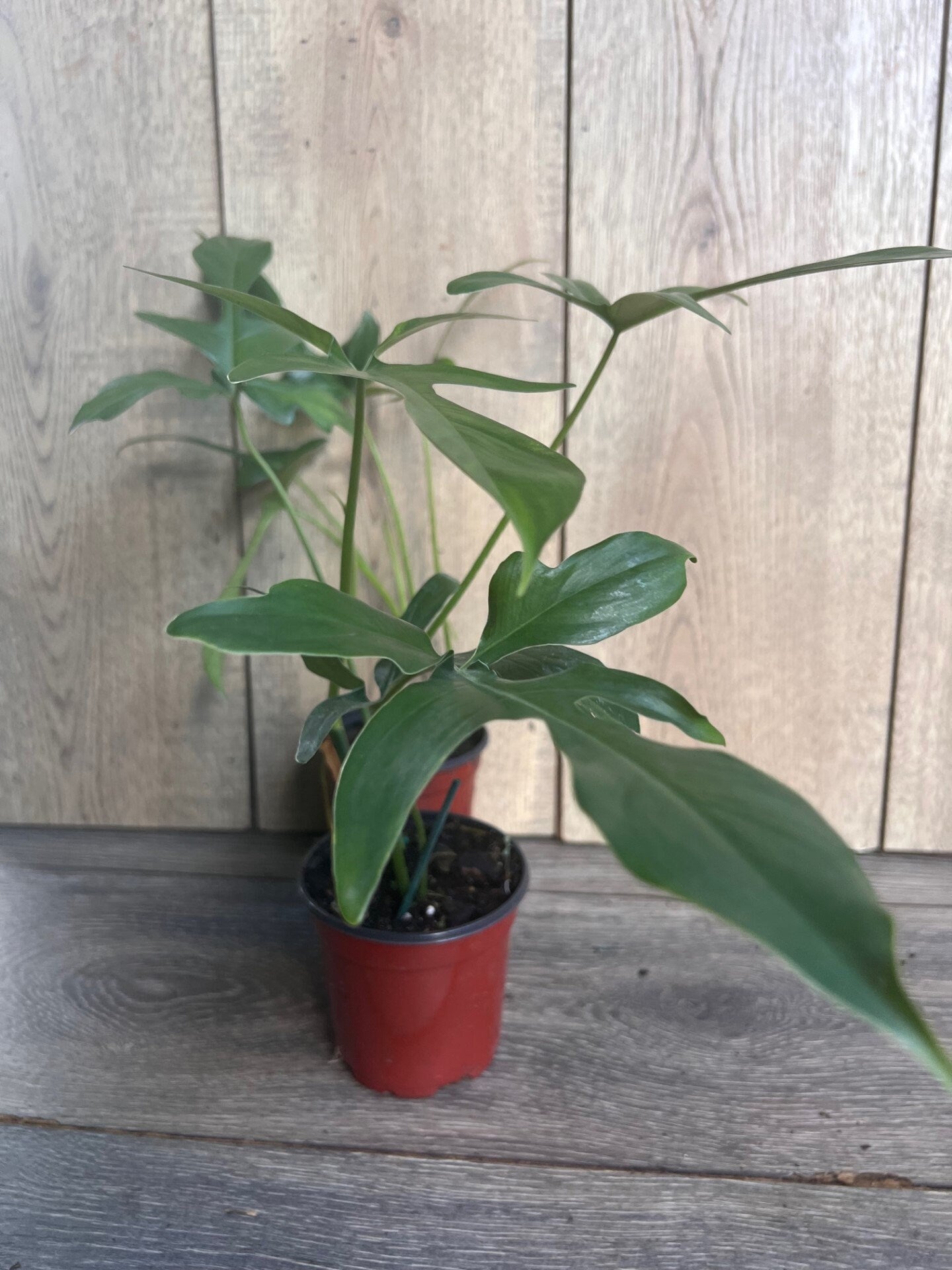 Philodendron Pedatum Glad Hands In 4" Pot