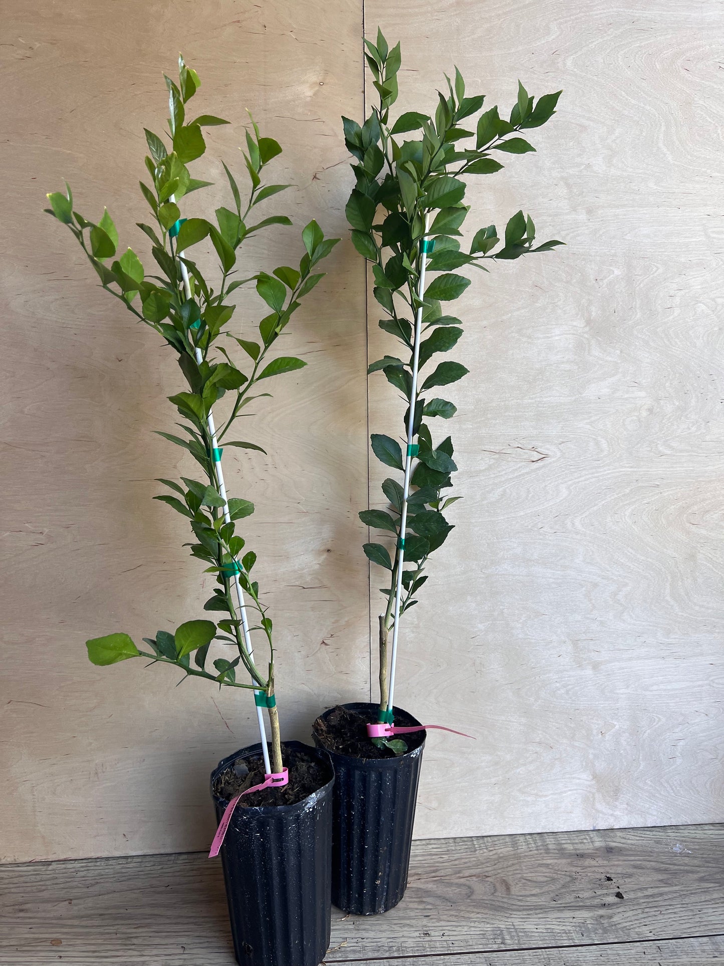 Red Finger Lime Tree , 1/2 Gallon Pot , UF KB -8, Microcitrus australasica in 1/2 Gal Pot,air layered, Florida Shipping Only