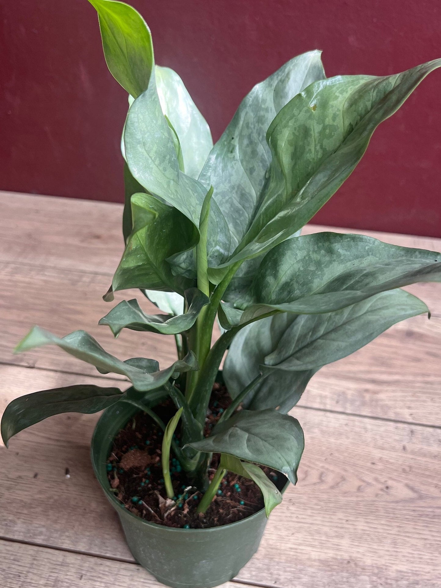 Aglaonema Gary Ghost, aglaonema ghost in 6"
