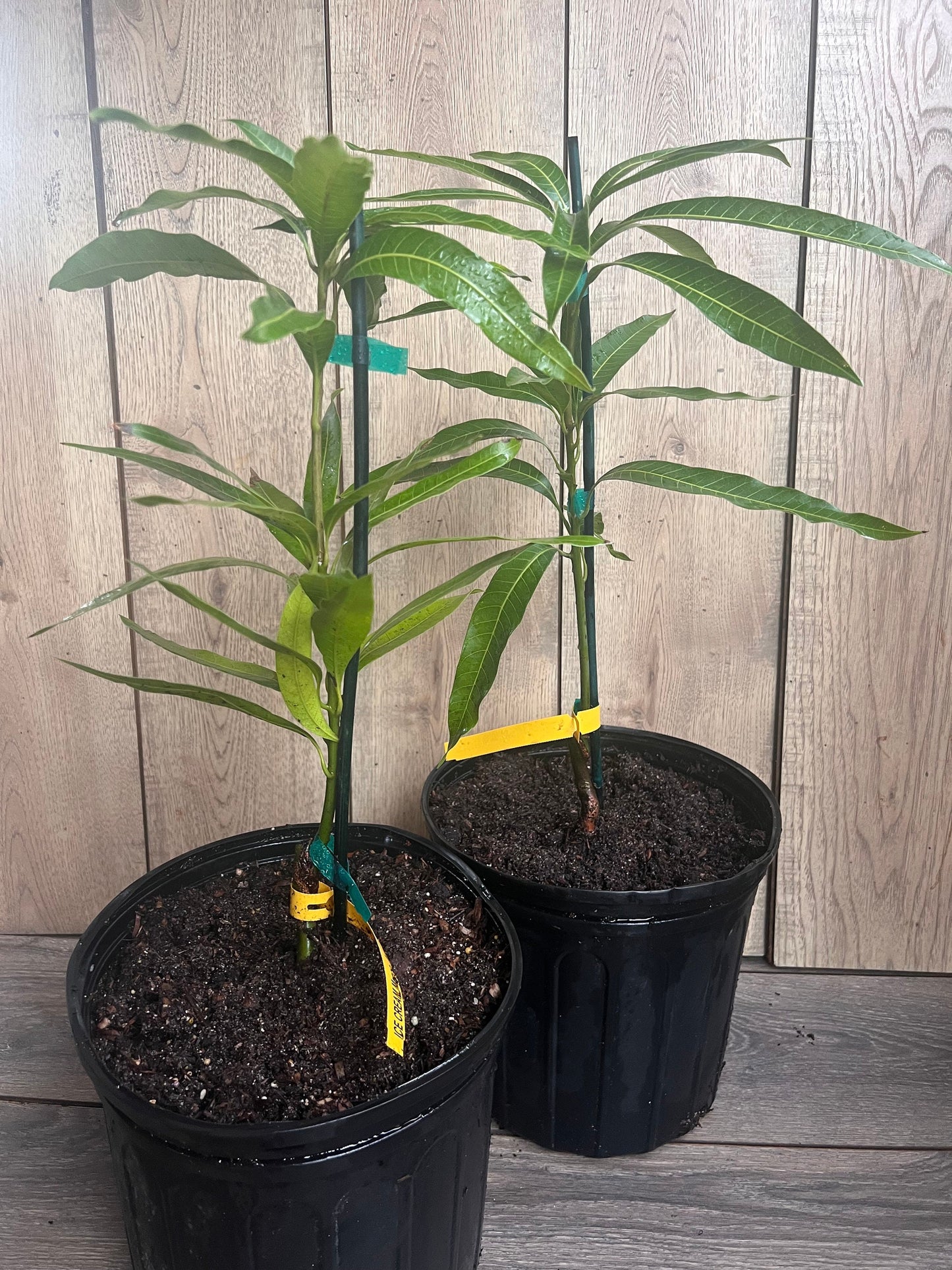 Ice Cream Mango Tree. grafted in 3 gallons pot, No Ship to CA and HI