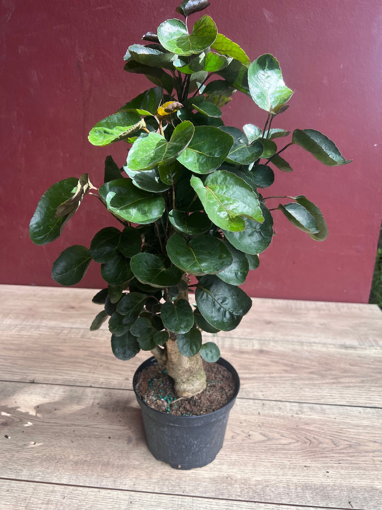 Aralia Fabian Stump 6" Pot, house plant, indoor plant