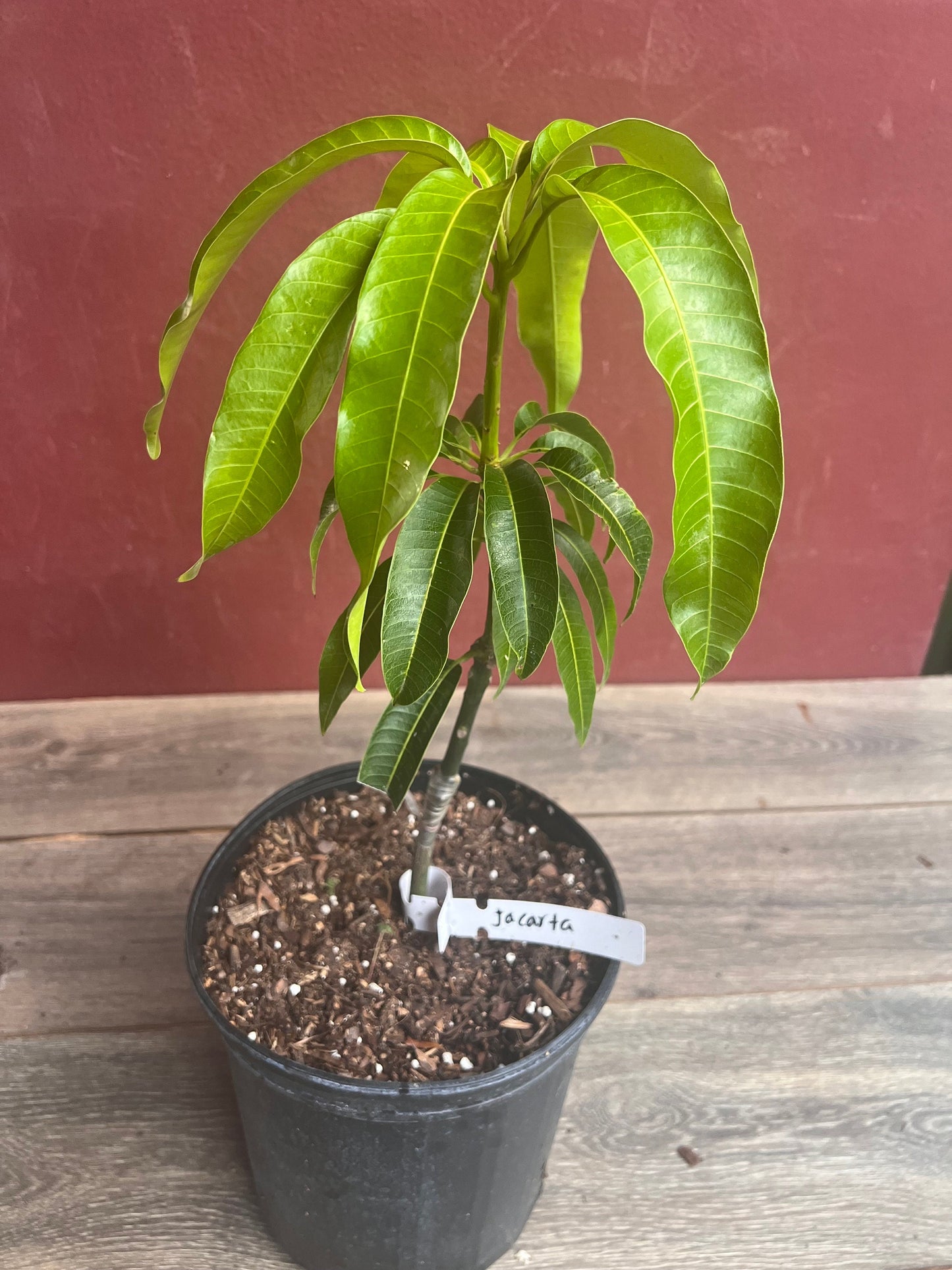 Jakarta Mango in 3 gallon, grafted, No Ship to CA and HI