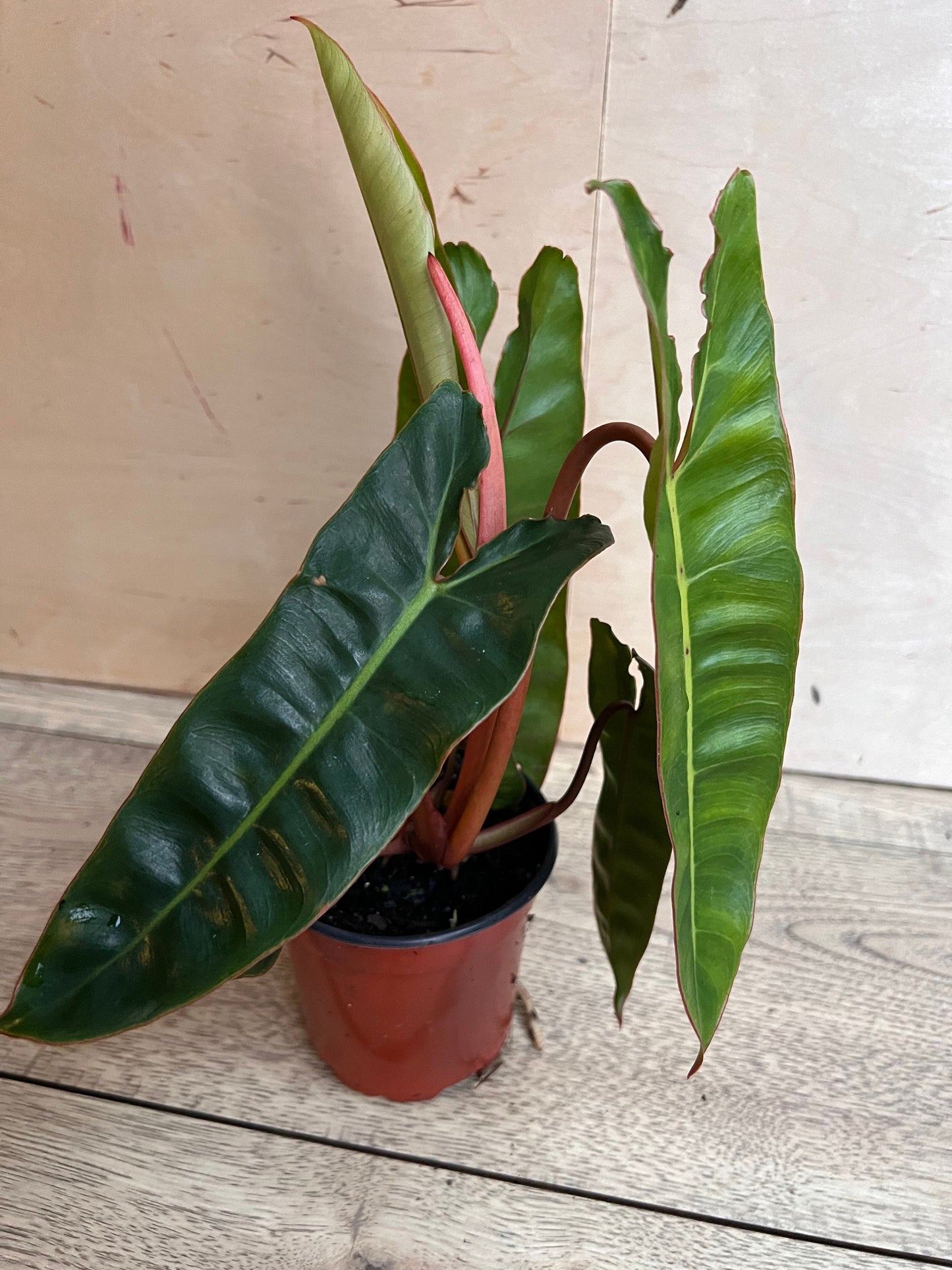 Philodendron Billietiae in 4" Pot
