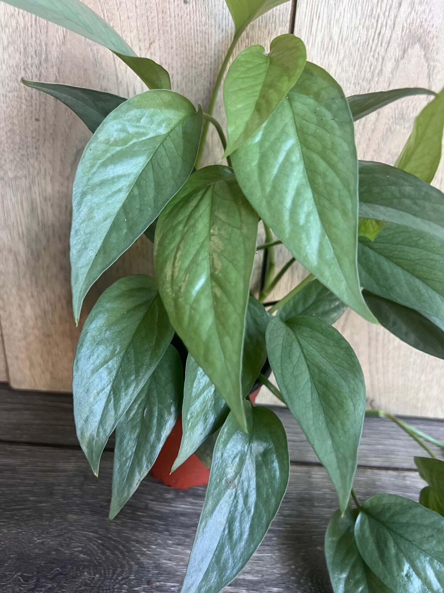 Cebu Blue in 4" Pot, Pothos