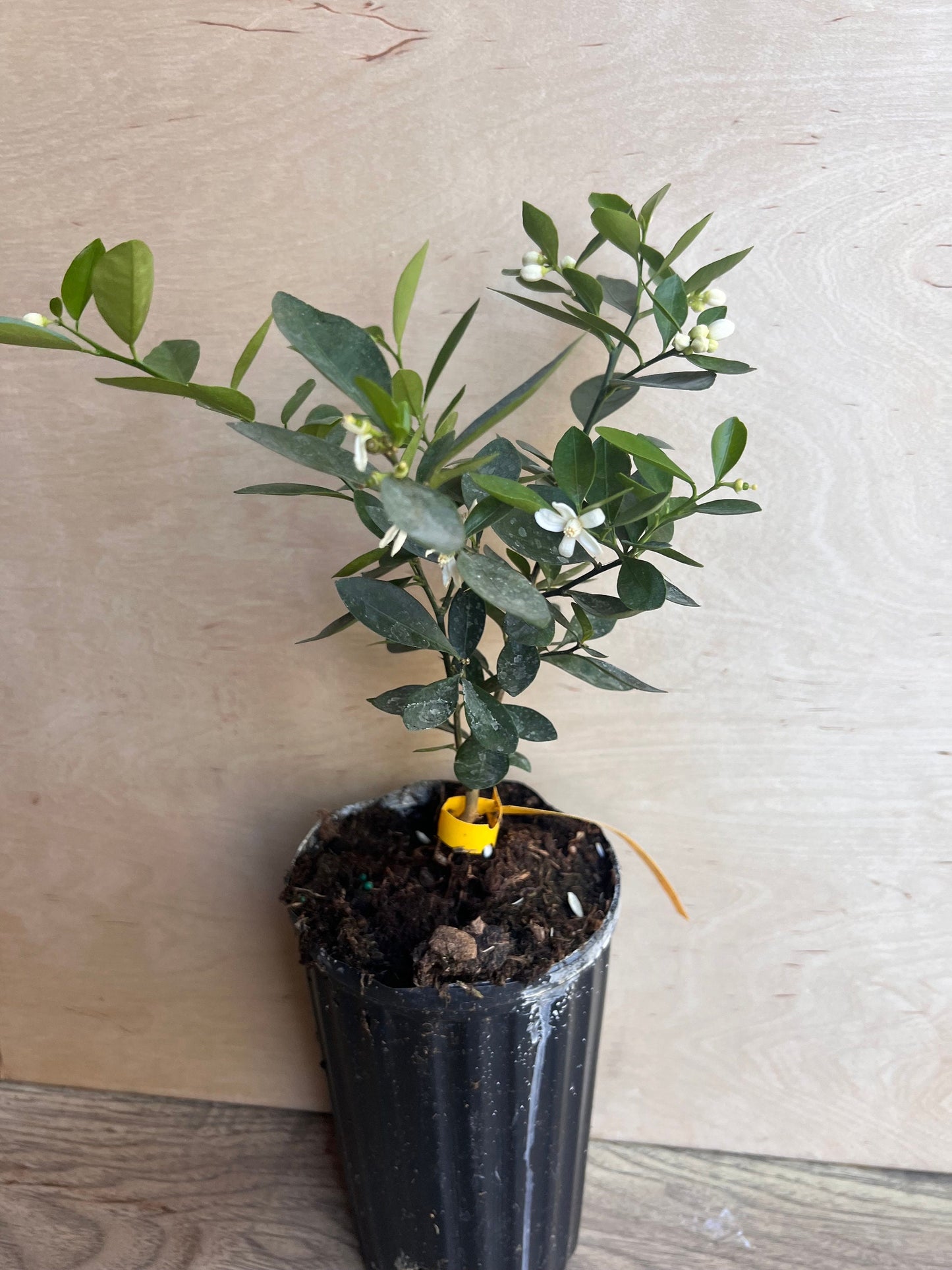 Callie Kumquat in half gallon, Meiwa and Nagami Hybrid, Florida Shipping Only