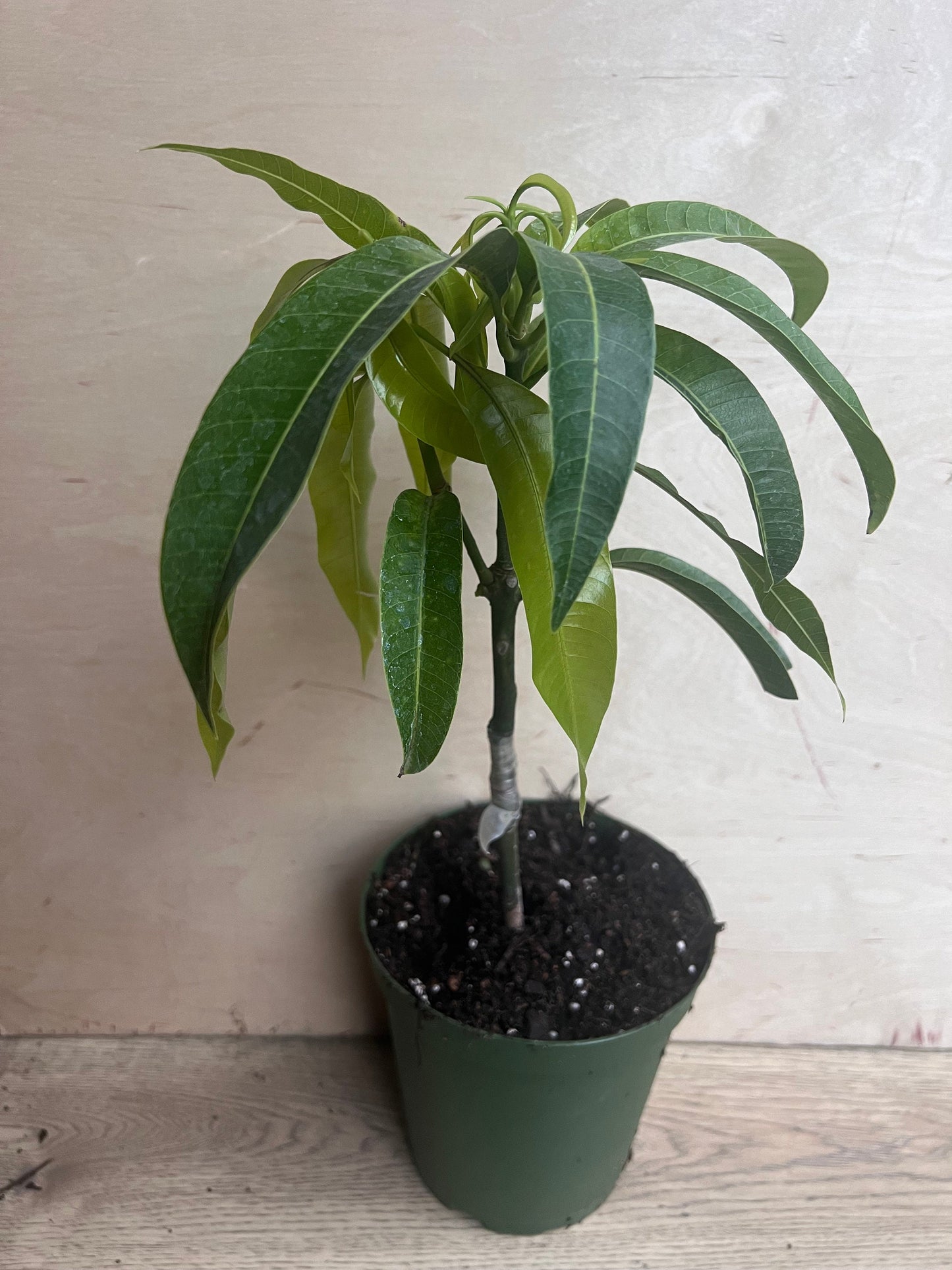 Manila Mango in 10" Pot, grafted