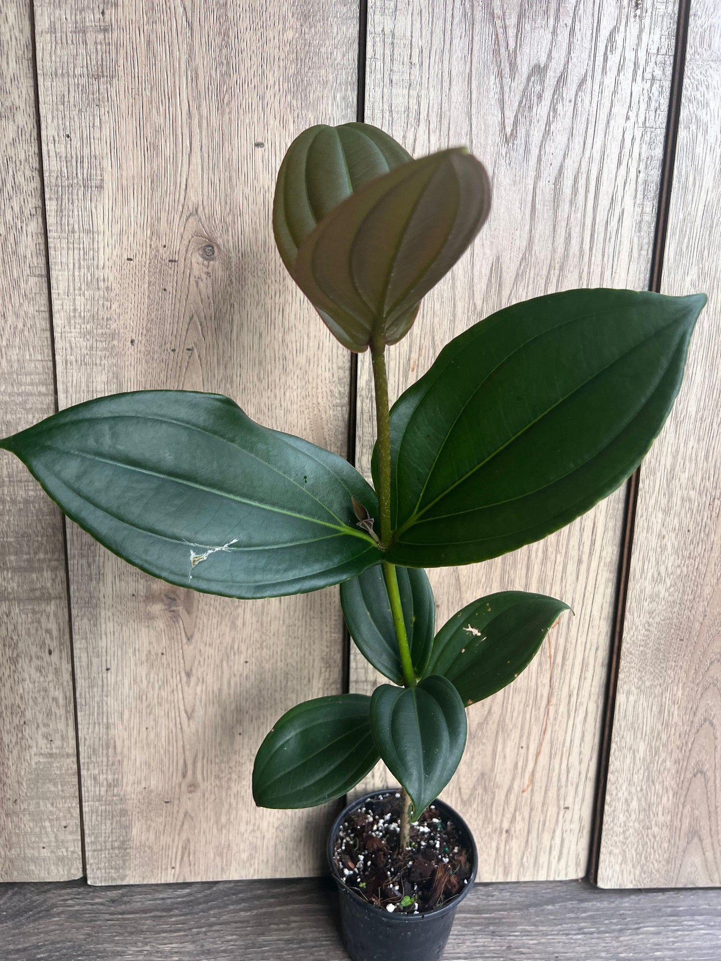 Medinilla myriantha – Malaysian Grapes in 4" Pot