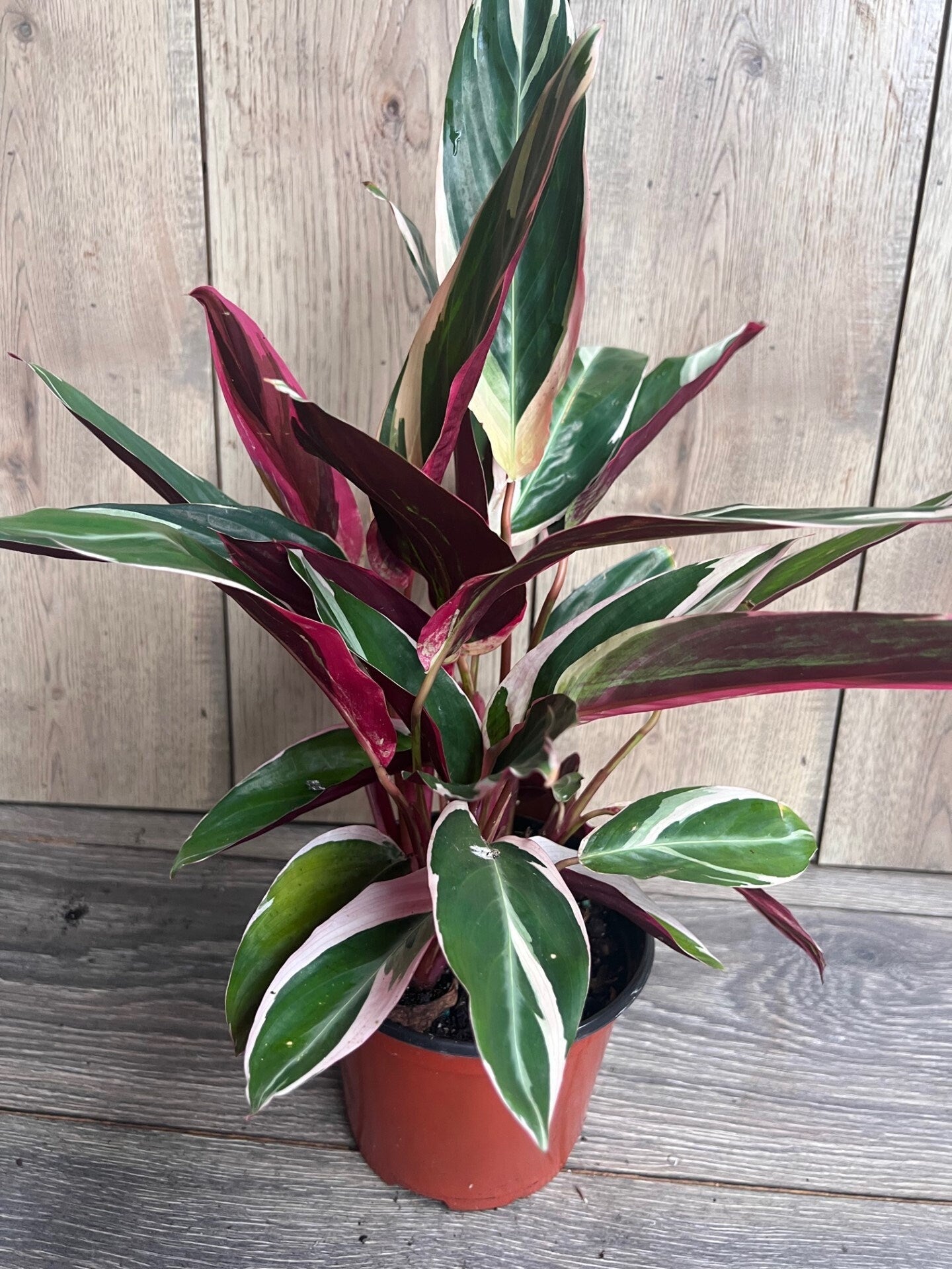 Calathea Stromanthe "TrioStar" Variegated in 6"pot, Prayer Plant