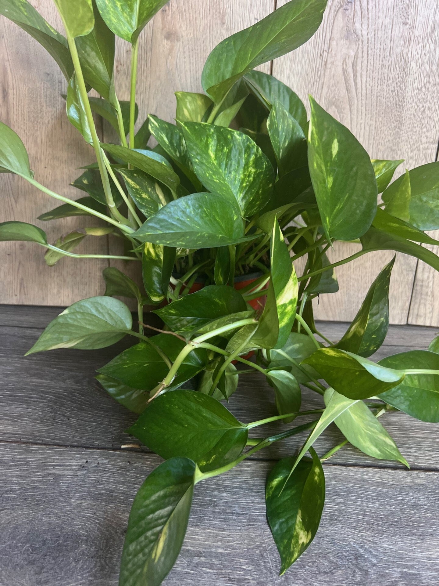 Golden Pothos in 6" Pot. Air purifying,, Live, Air purifyingHouse plant, Devil's Ivy Epipremnum Aureum