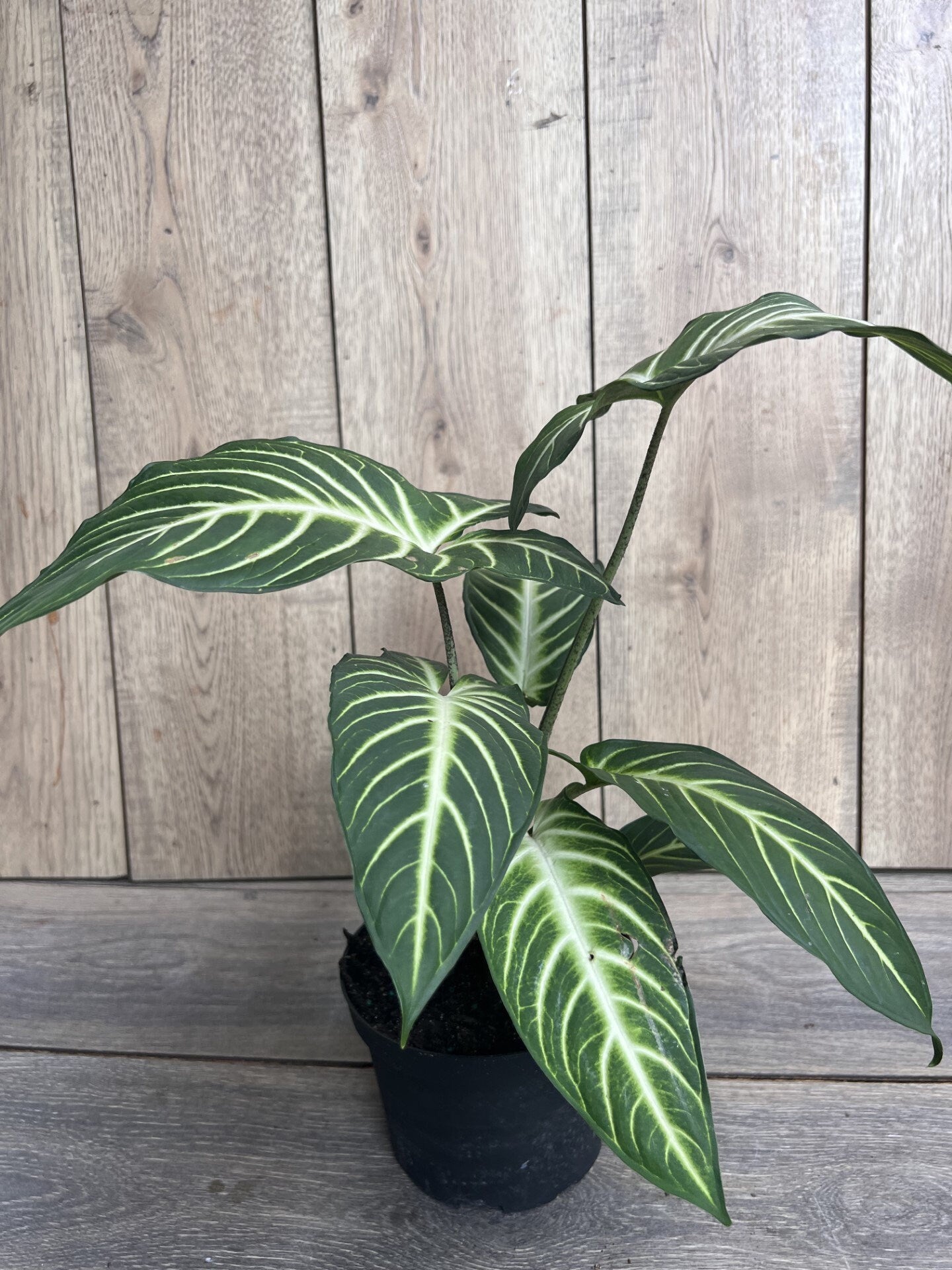 Xanthosoma lindenii Magnificum in 6" Pot , Caladium Lindenii