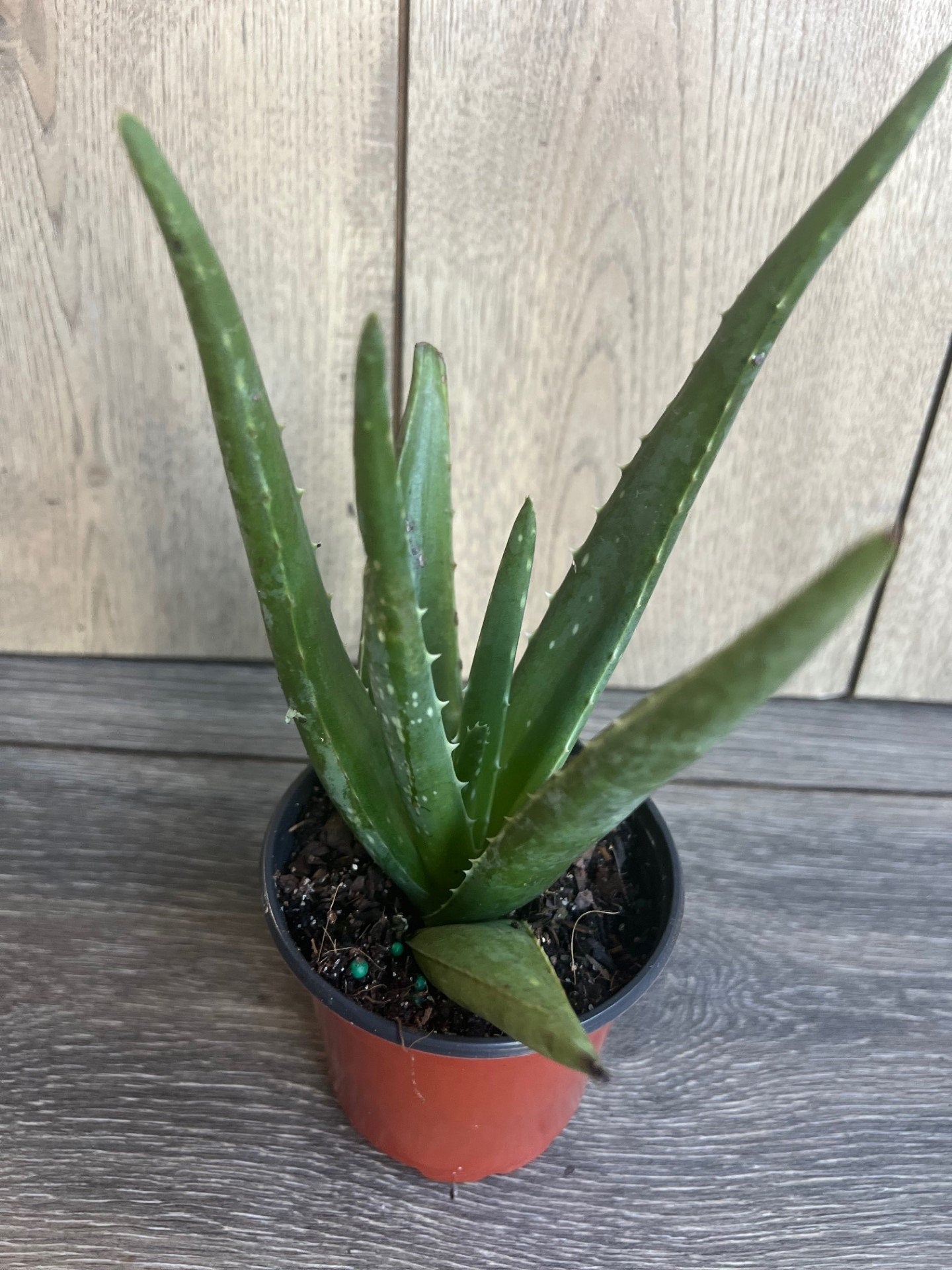 Aloe Vera Plant in 4" pot, house plant