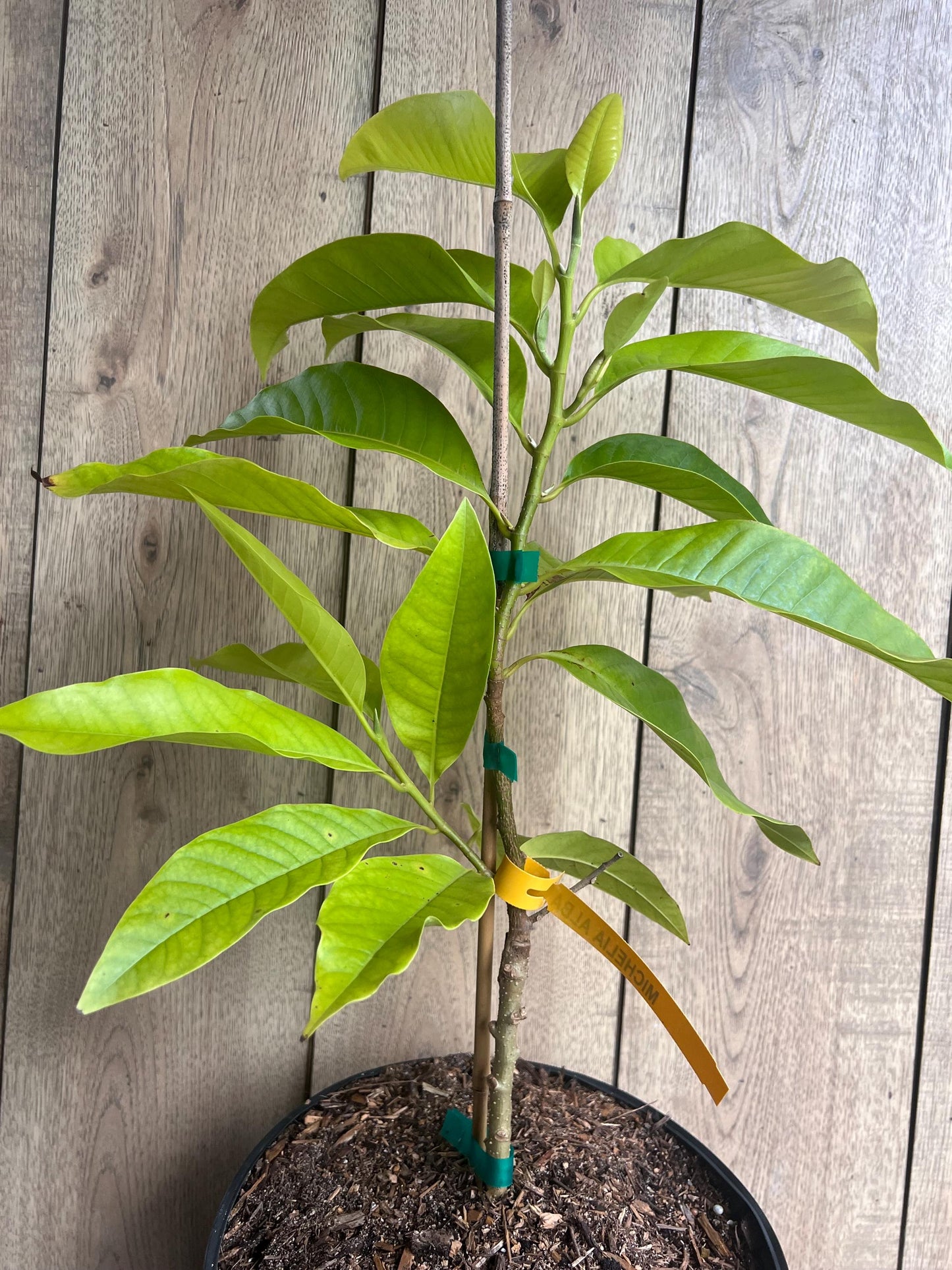White champaca, Grafted in 3 gallon pot, Ngọc Lan Trắng, Michelia alba