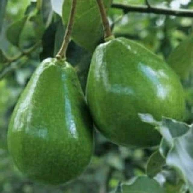 Black Princess avocado Tree , “Cold Hardy” Grafted in 3 Gallon Pot, No Ship to HI