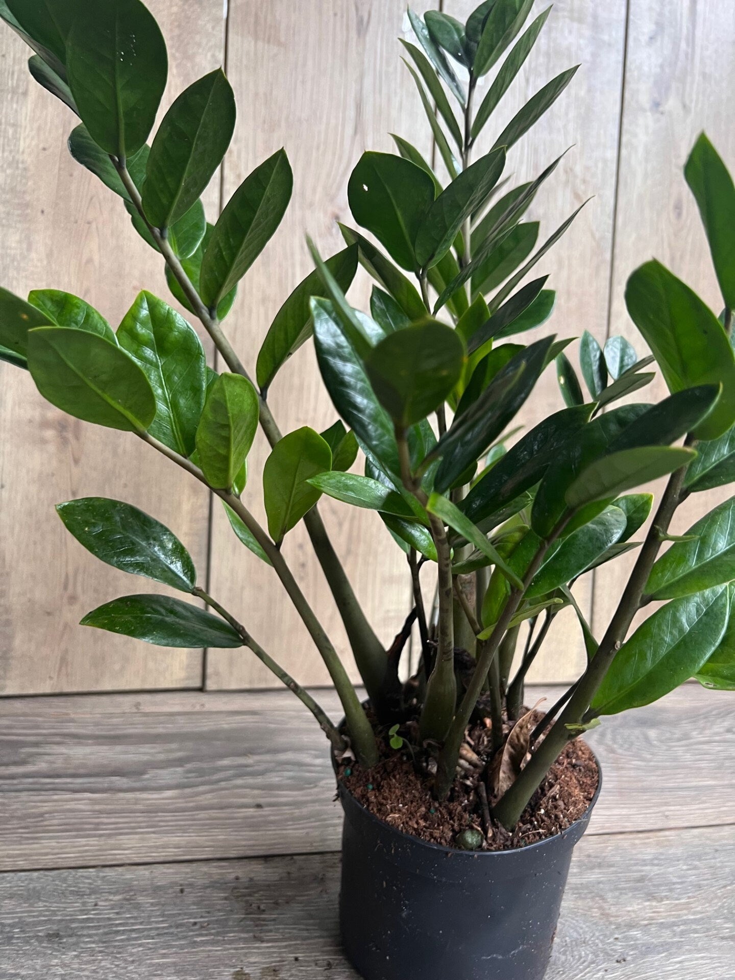 Zamioculcas Zamiifolia , ZZ Plant, in 6" Pot
