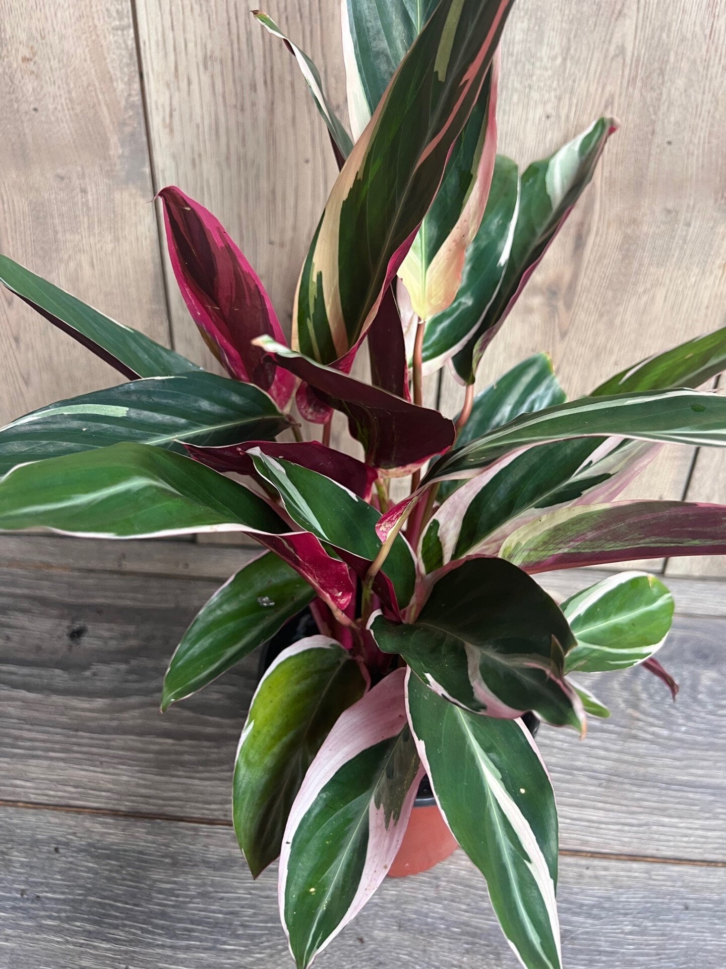 Calathea Stromanthe "TrioStar" Variegated in 6"pot, Prayer Plant