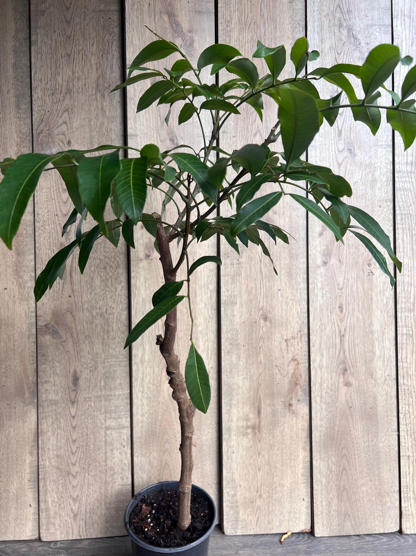 kohala longan in 1/2 gallon Pot, air layered, lengkeng, kelengkeng,
