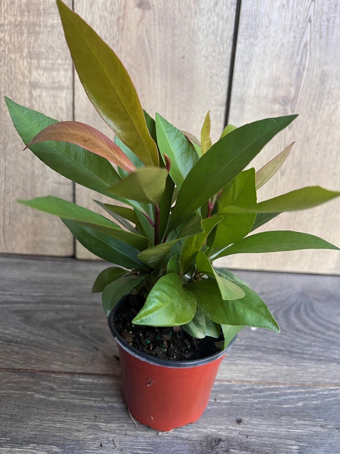 Ardisia Humilis in 4" Pot, house plant