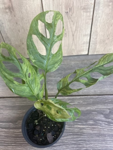 Variegated Monstera Adansonii mint , in 4"pot, rare plant