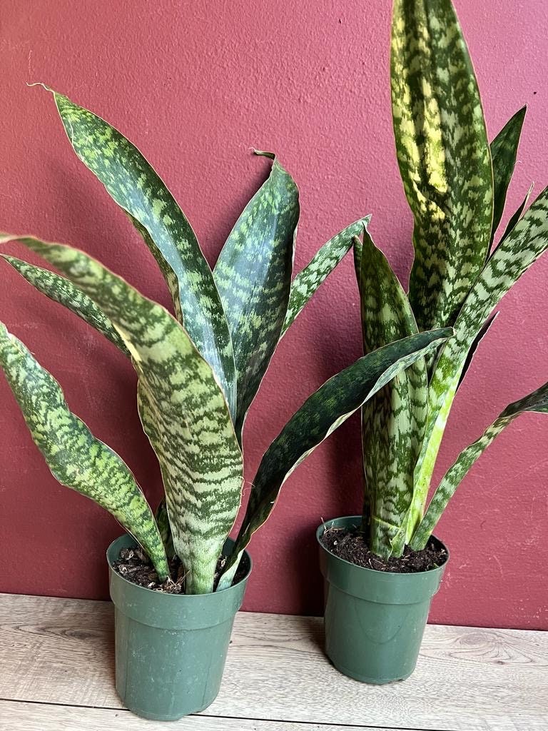 Sansevieria Jaboa, in 6" pot, King Jaboa, Dracaena Jaboa