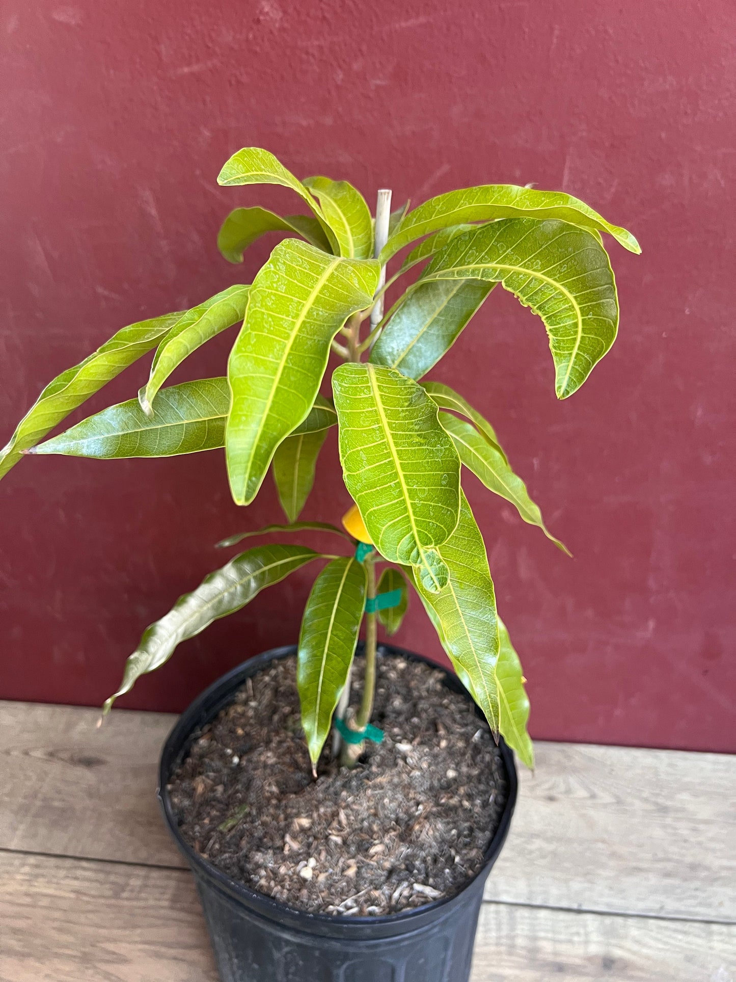 Fruit Punch Mango Tree, grafted in 3 gallons pot, No Ship to CA and HI